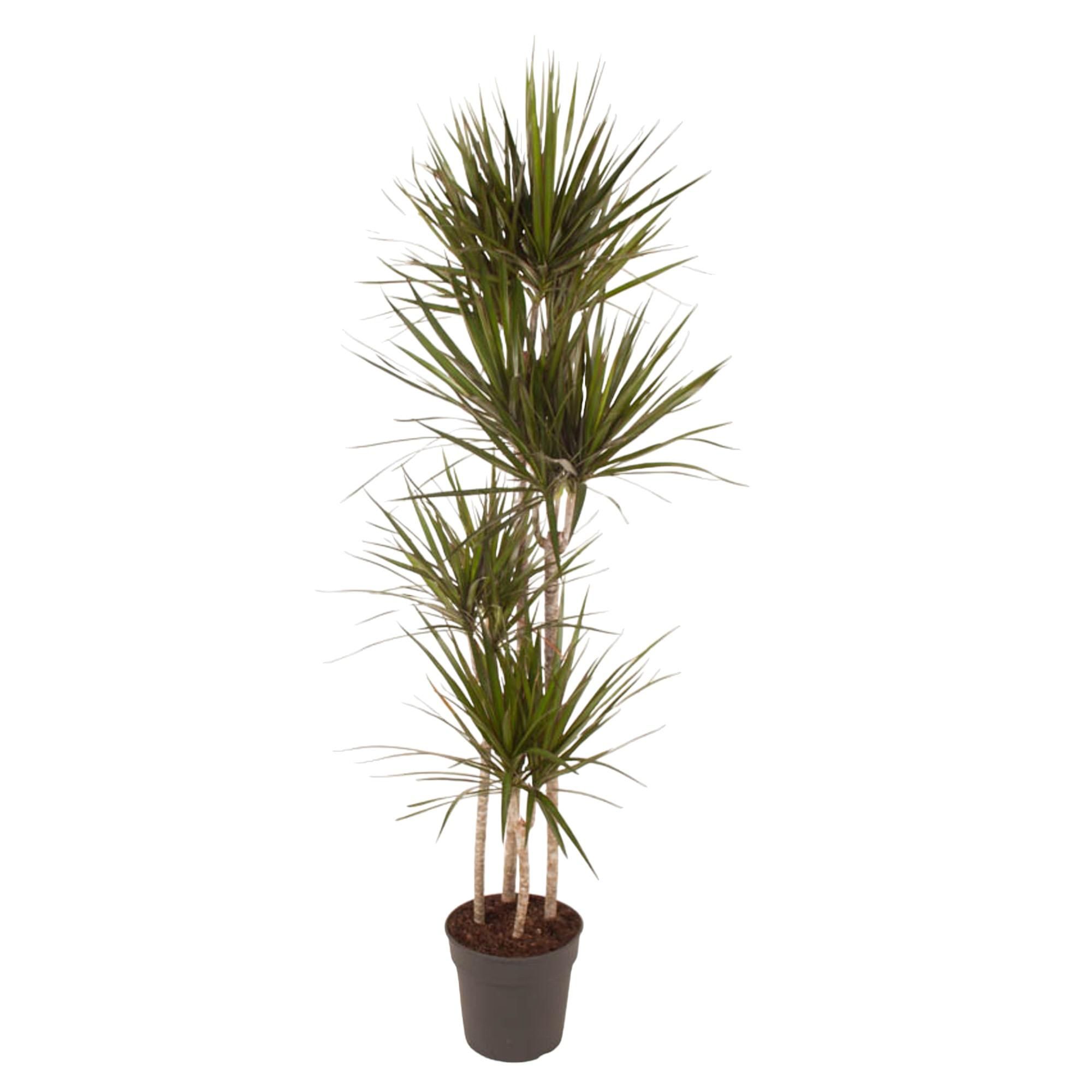 Dracaena Marginata elegant Grünpflanze