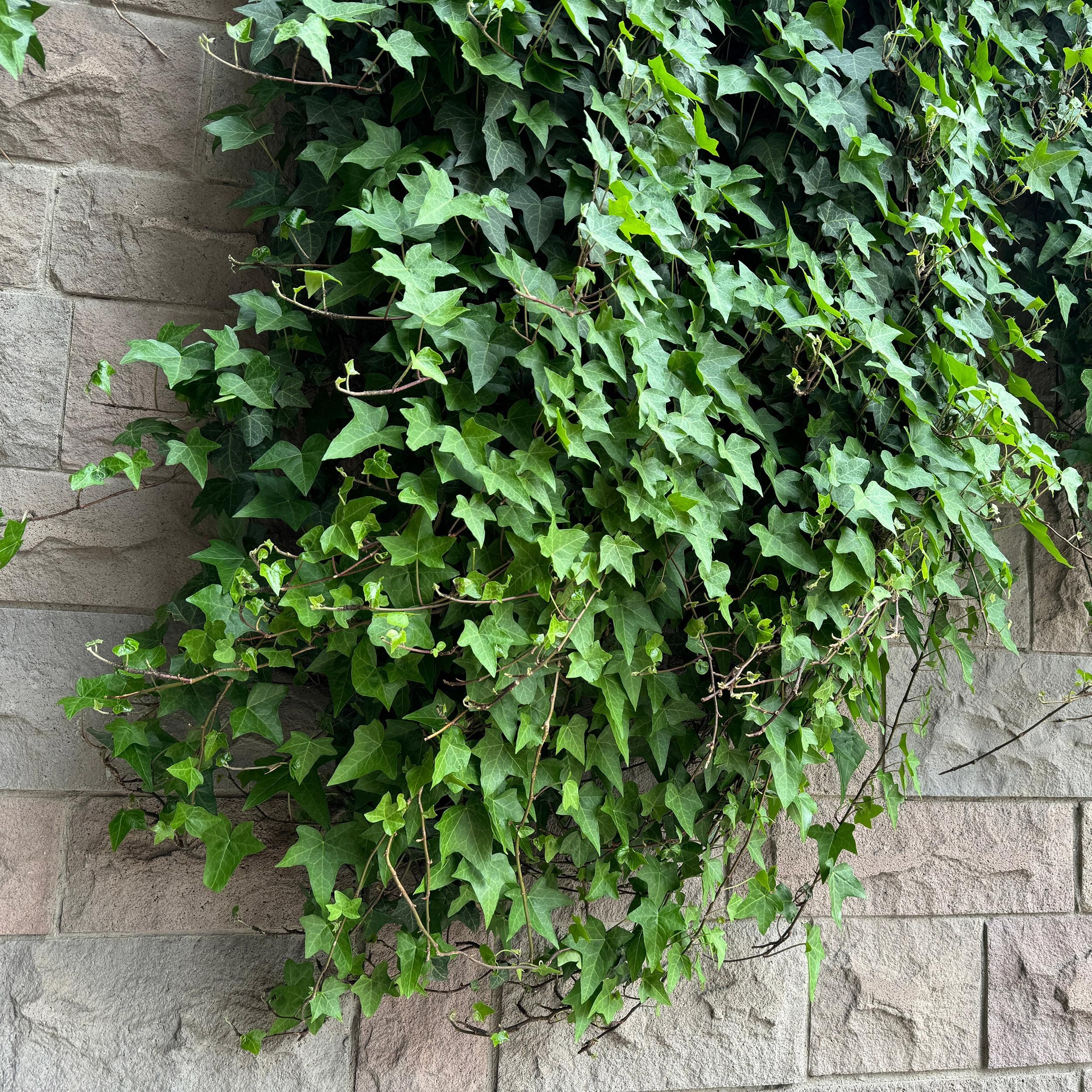 Hedera helix – Echter Efeu – Kletterpflanze – Immergrün – 2 Pflanzen