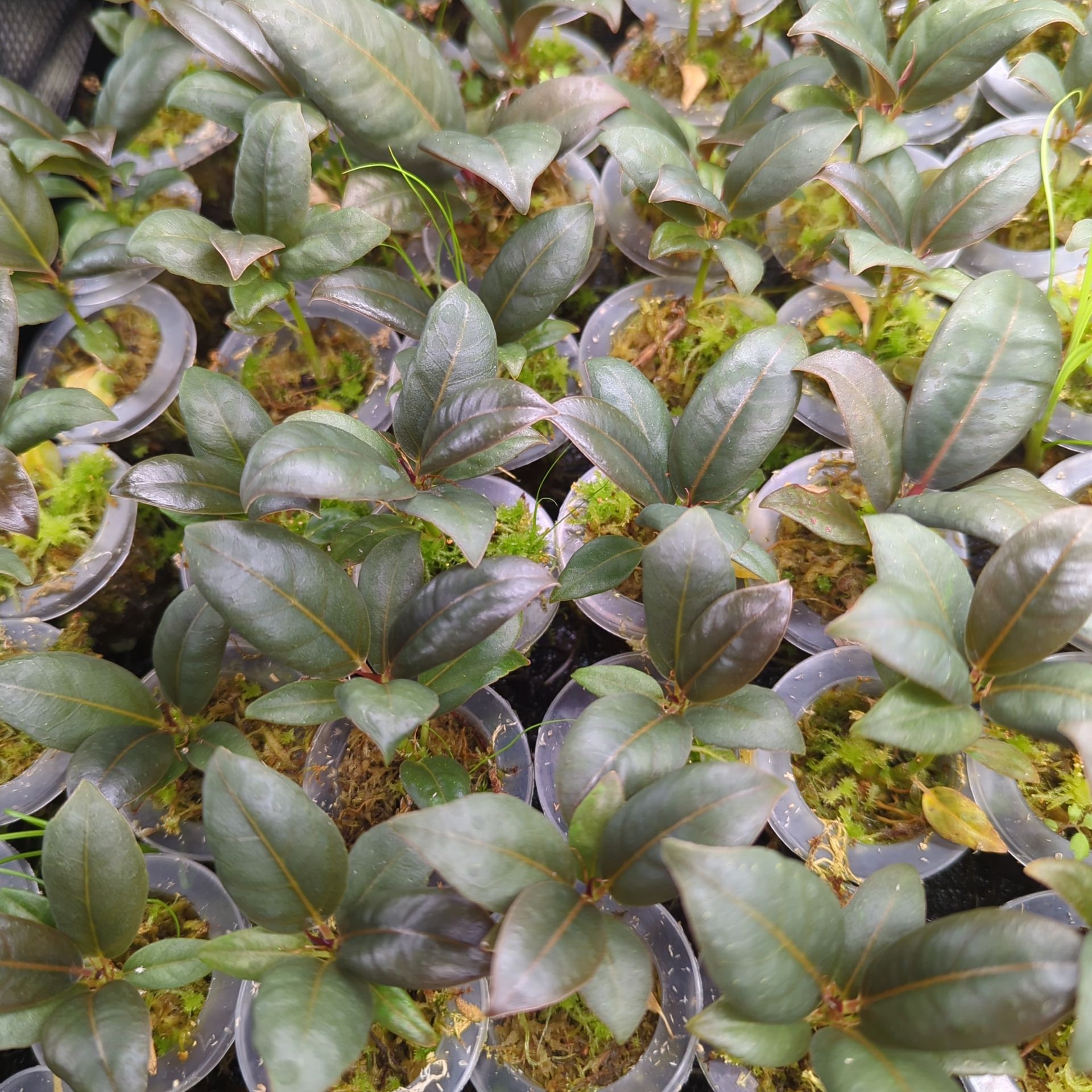 Baby Ficus elastica Melany + selbstbewässernder Übertopf