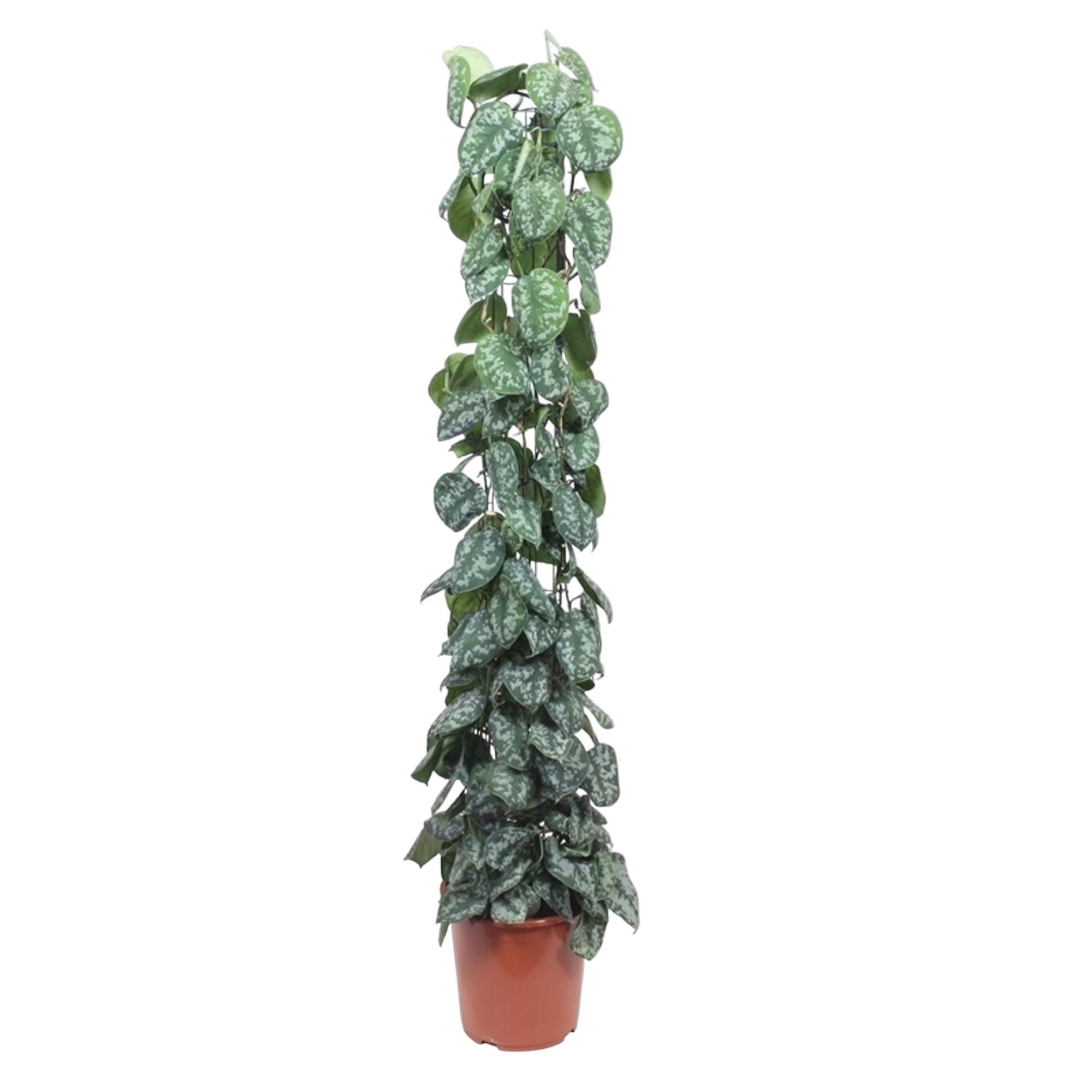 Scindapsus Pictus Trebie Kletterpflanze