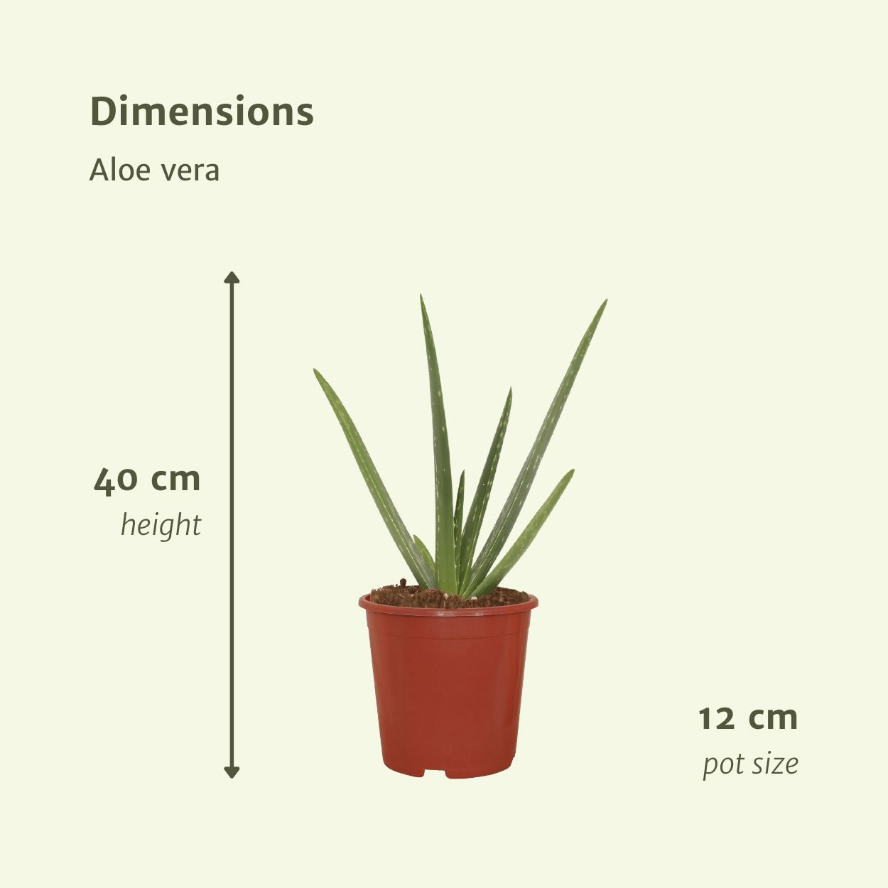 Aloe Vera Sukkulente Zimmerpflanze
