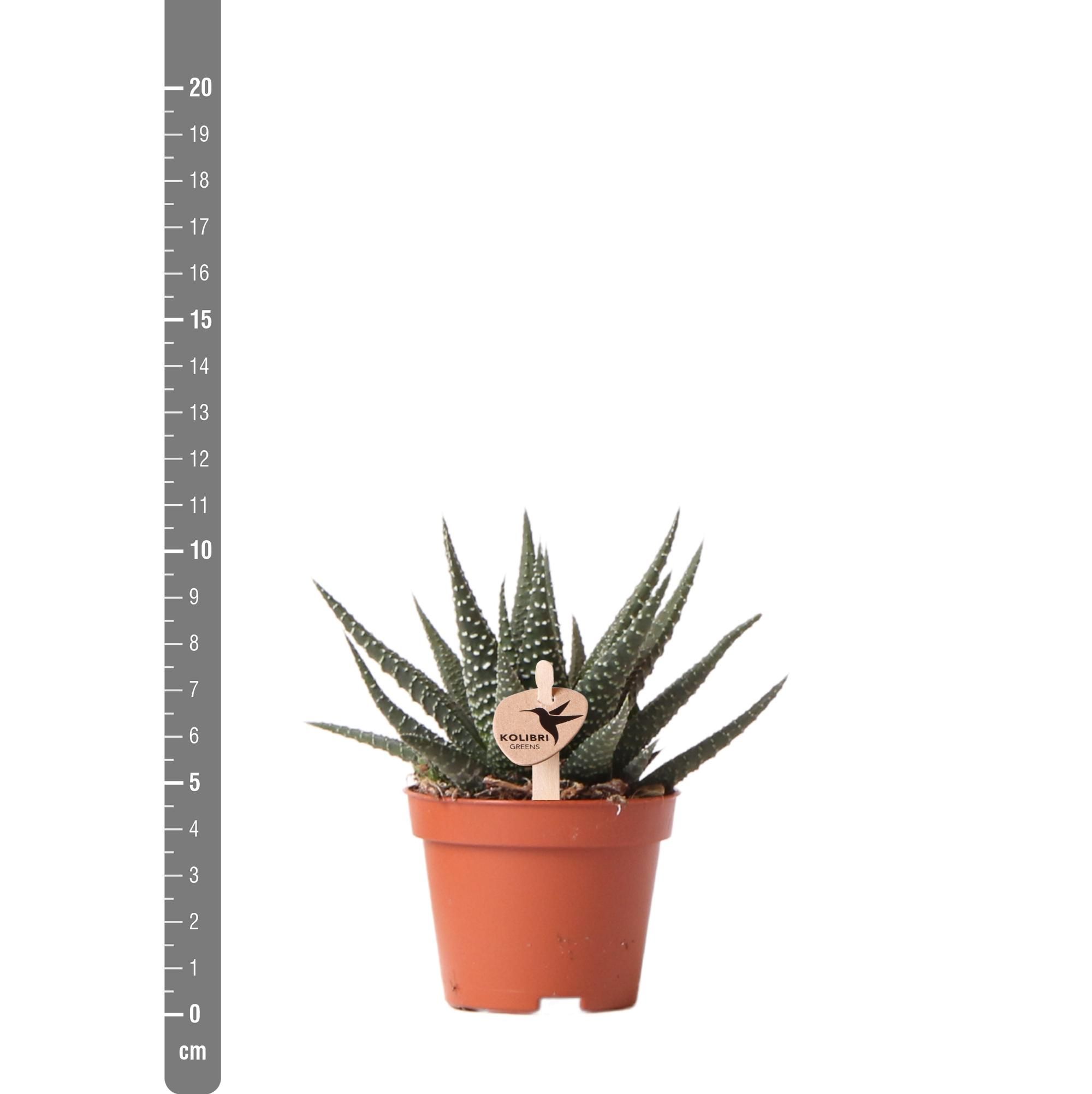 Haworthia Royal Highness Sukkulente Zimmerpflanze