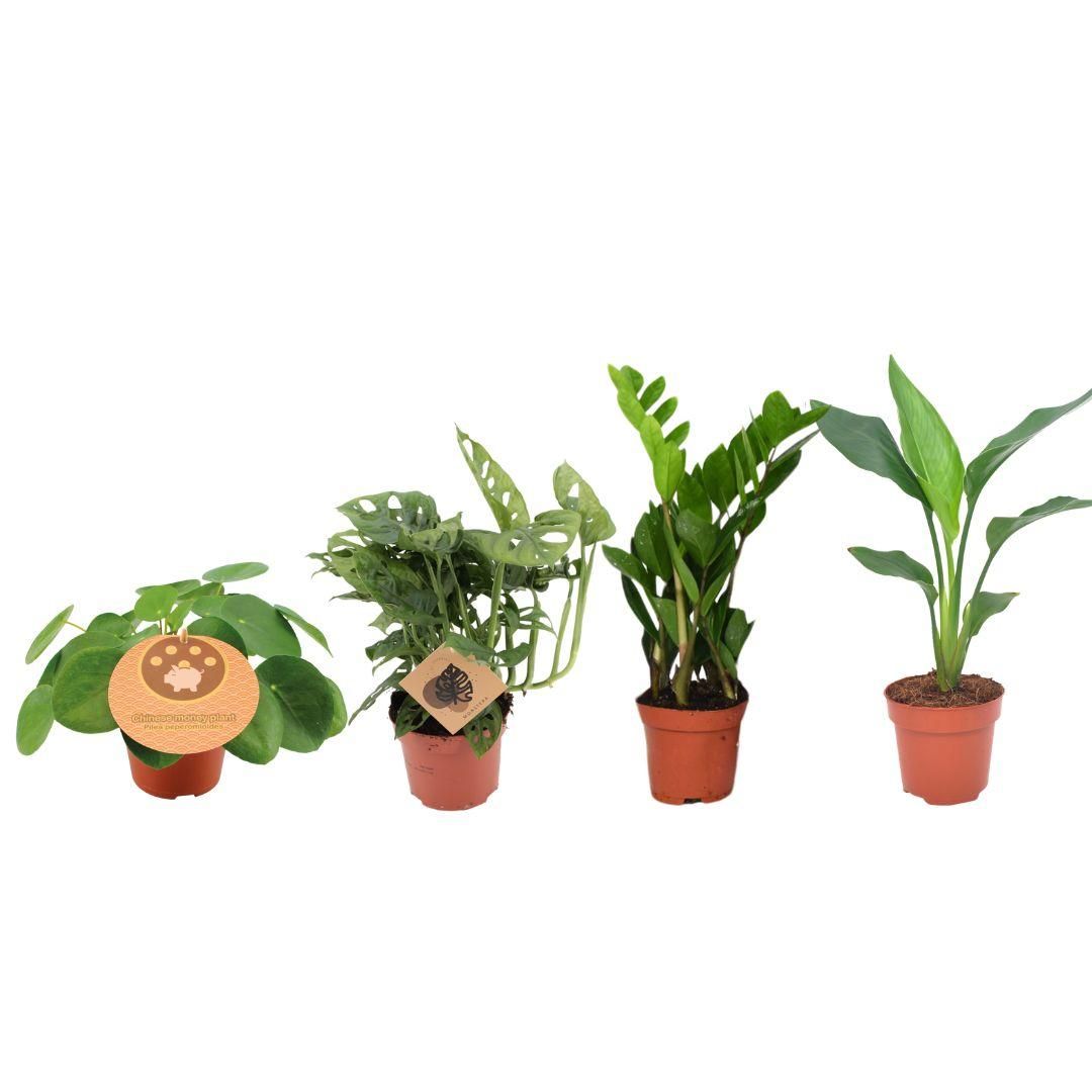 Musthave Pflanzenbox mit Monstera, Strelitzia, Zamioculcas und Pilea