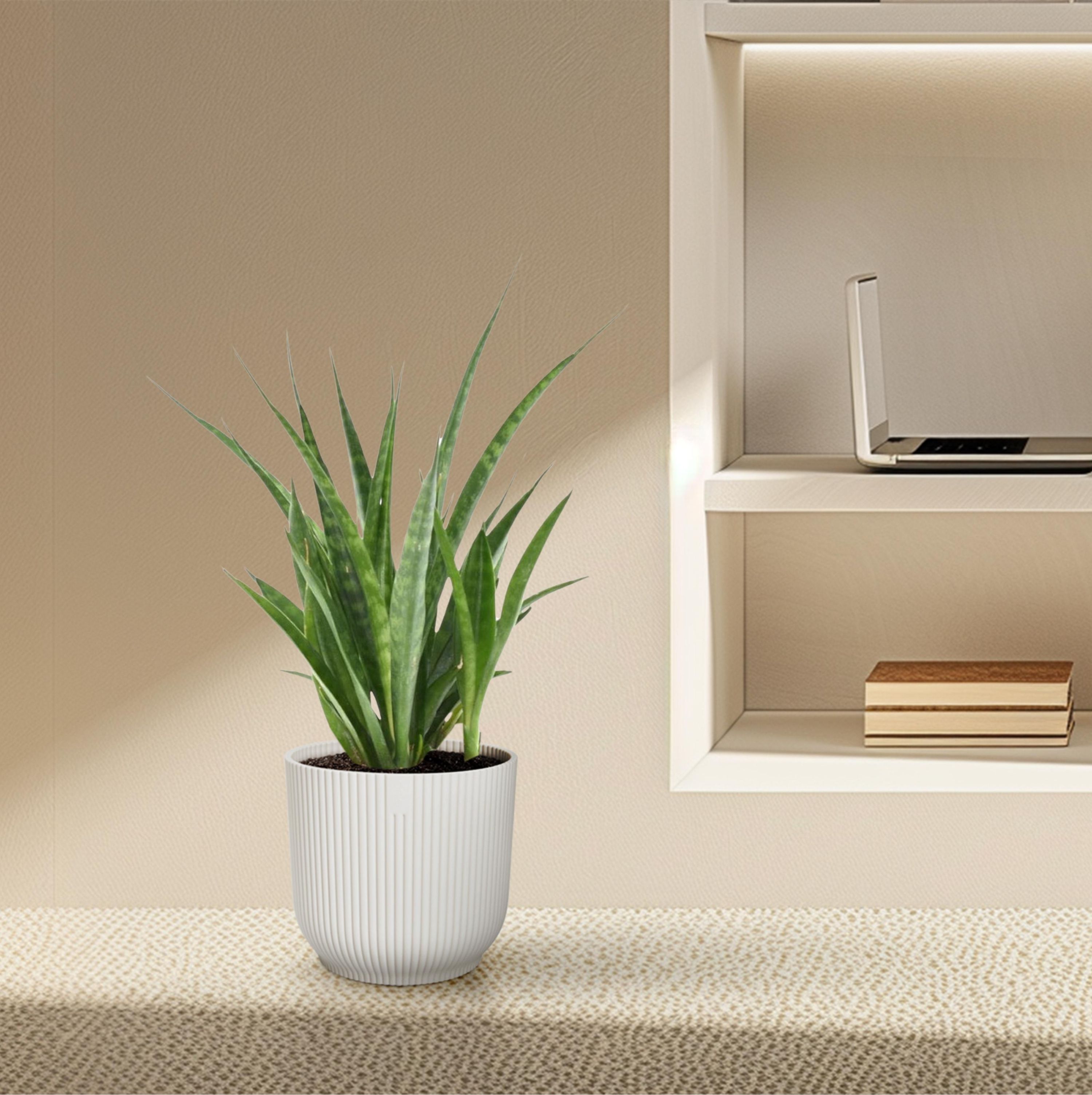 Sansevieria Kirkii Friends Bogenhanf