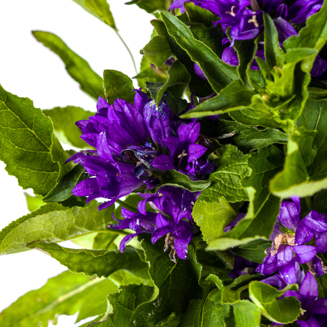 Campanula Glomerata Genti Blue | Ø19cm Topf | 30-40cm Hoch | Garten-Glockenblume