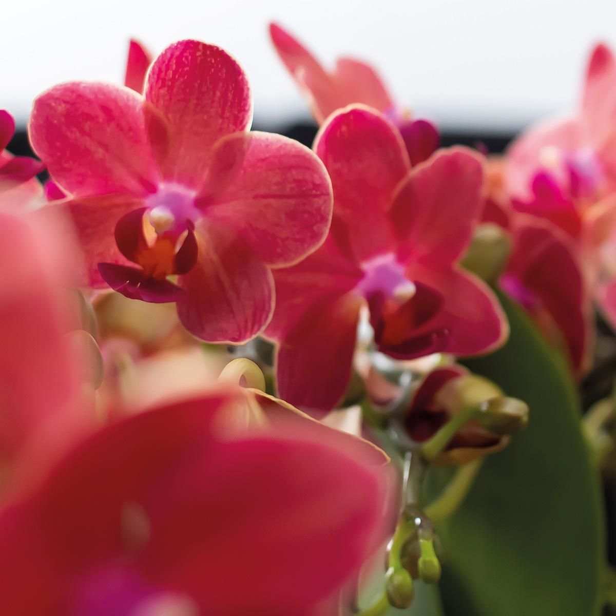 Phalaenopsis Orchidee Kongo Rot im 2er Set