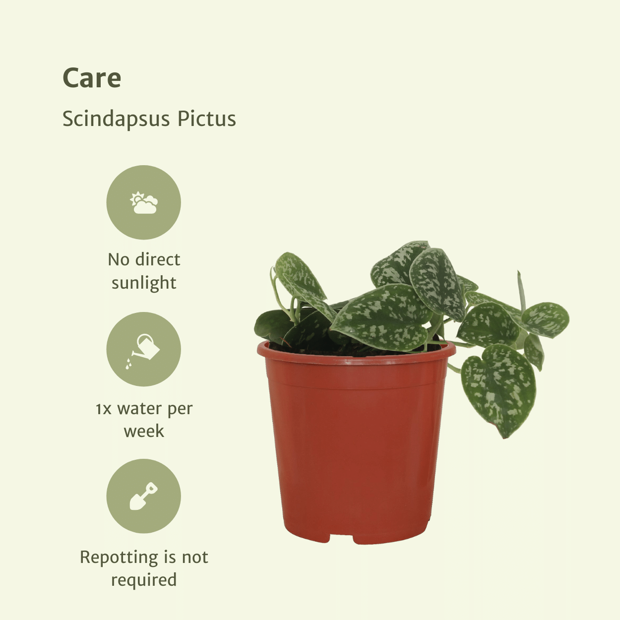 Scindapsus Pictus eleganter Zimmerpflanze