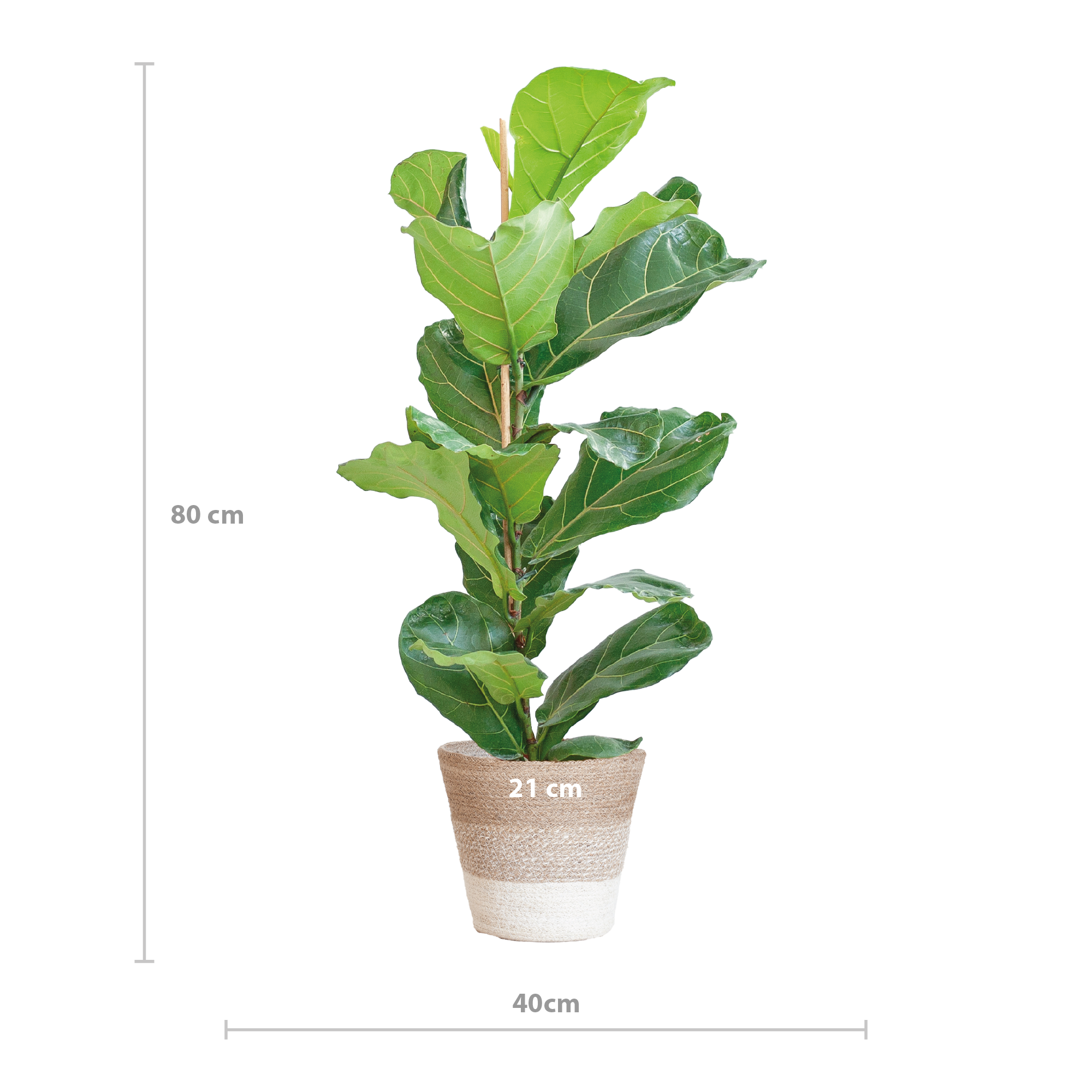 Ficus Lyrata | Geigen Feige | Lyrata | Mit Korb | 80 cm