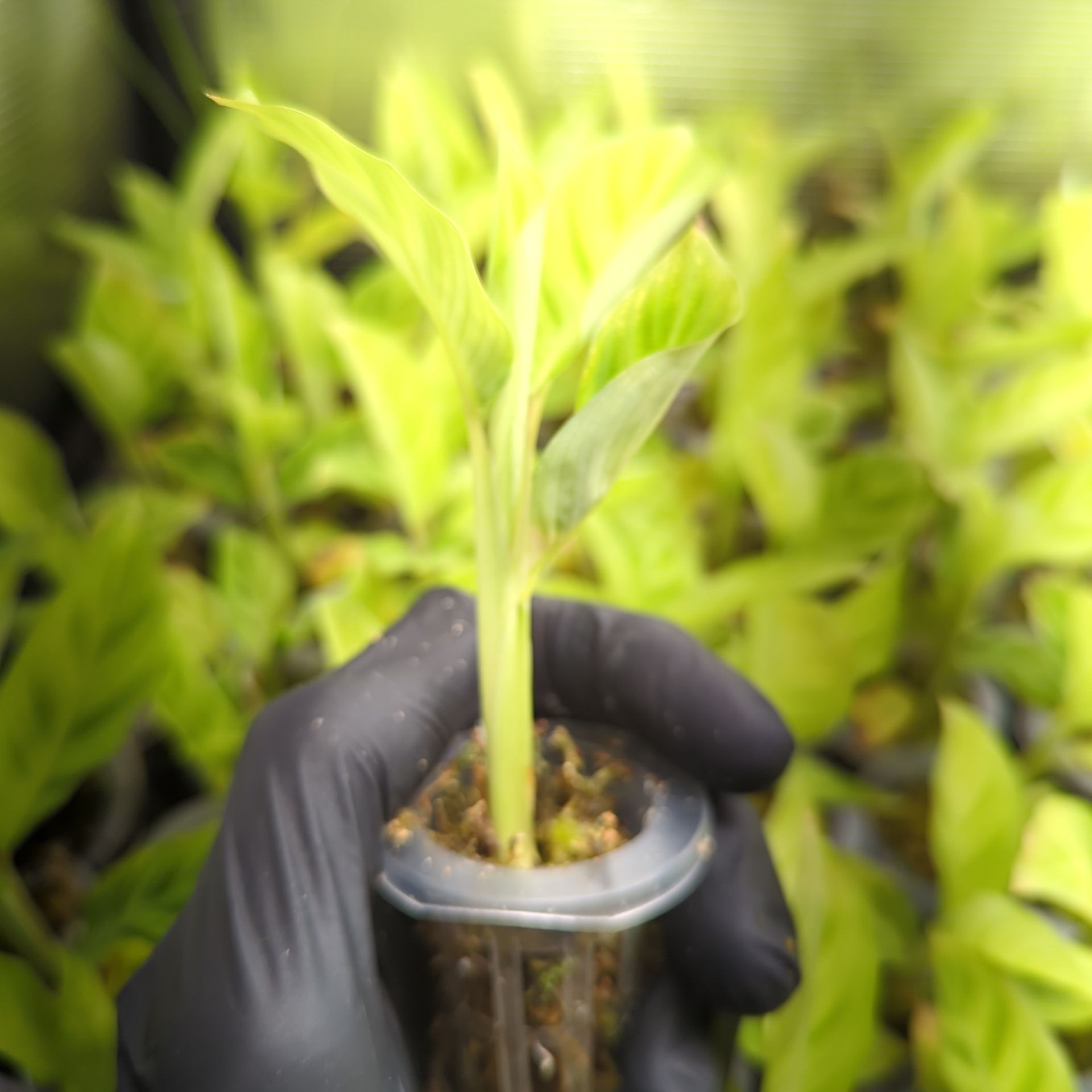 Baby Calathea zebrina + selbstbewässernder Übertopf