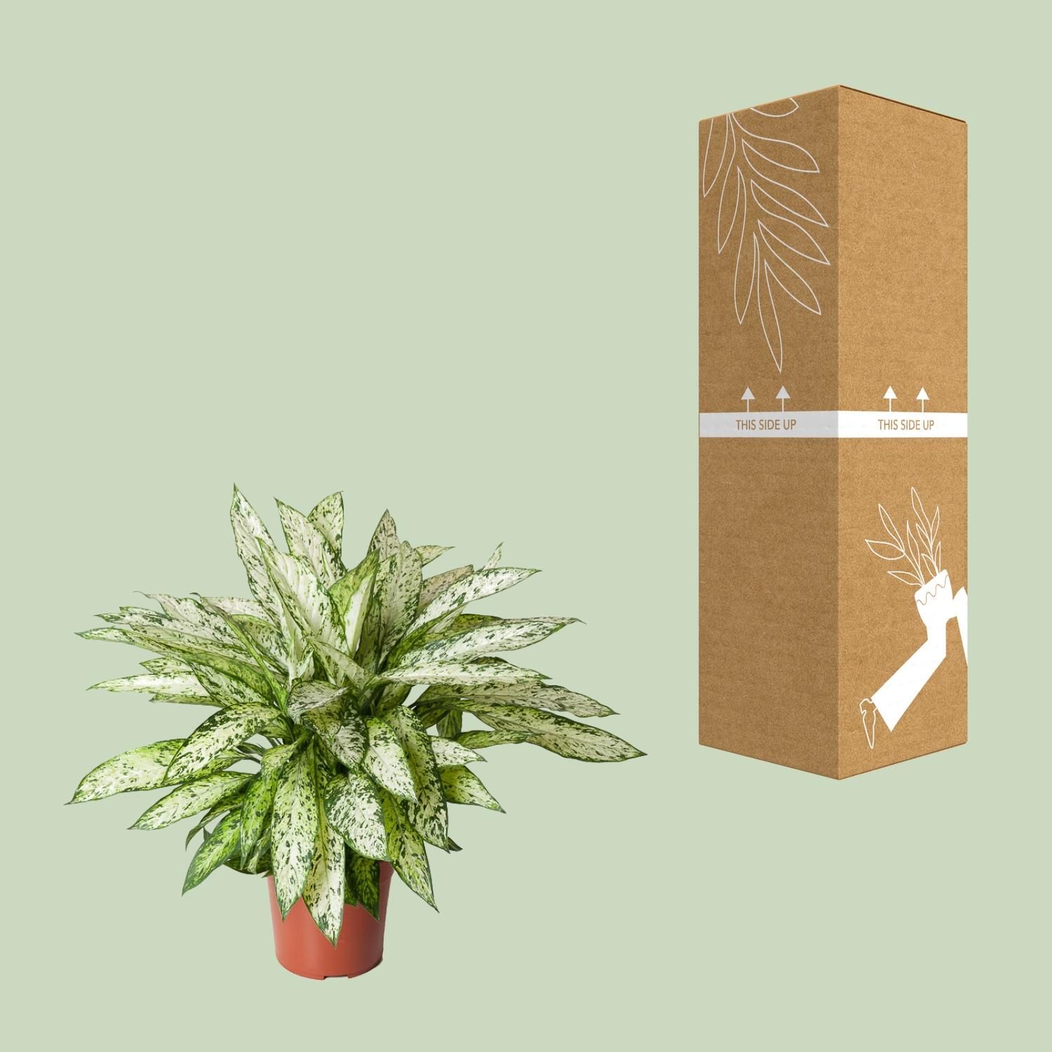 Dieffenbachia Vesuvius Zimmerpflanze