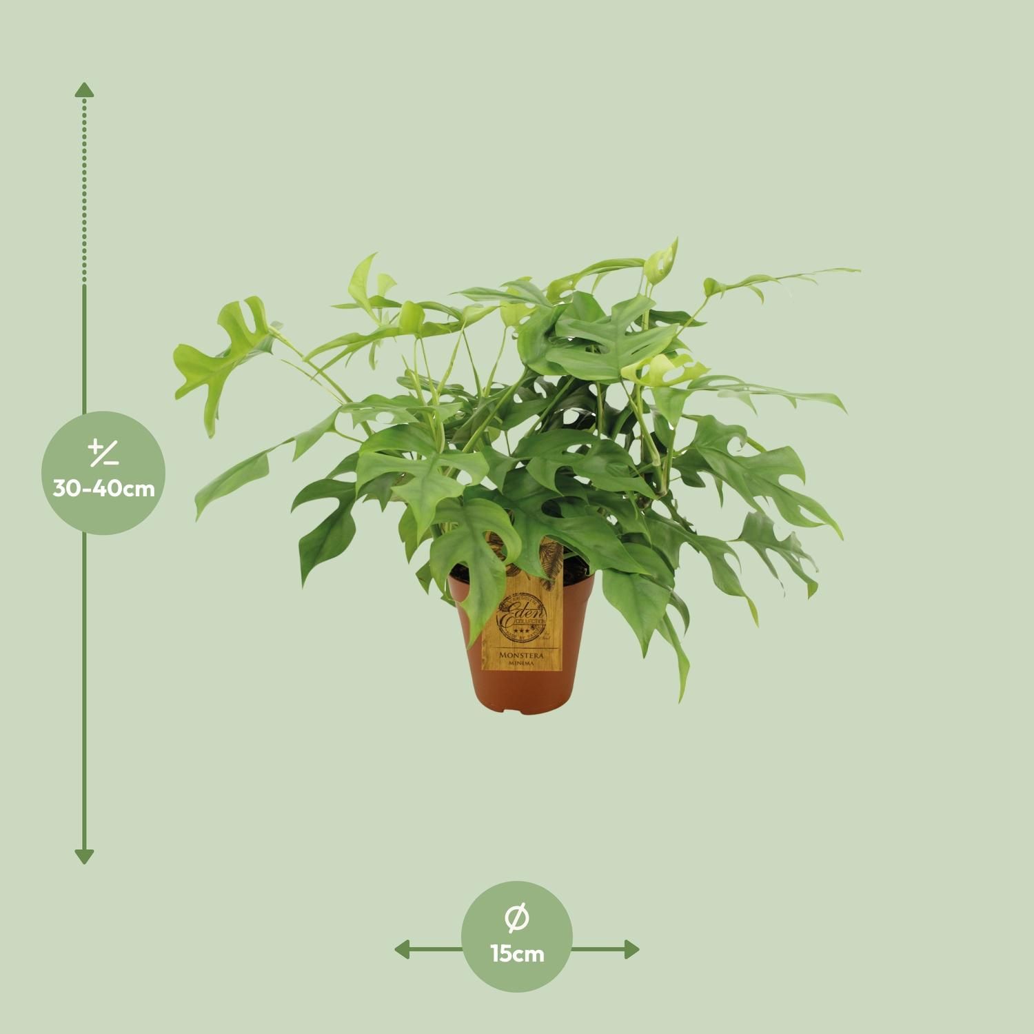 Monstera Minima Zimmerpflanze mit dekorativen Blättern