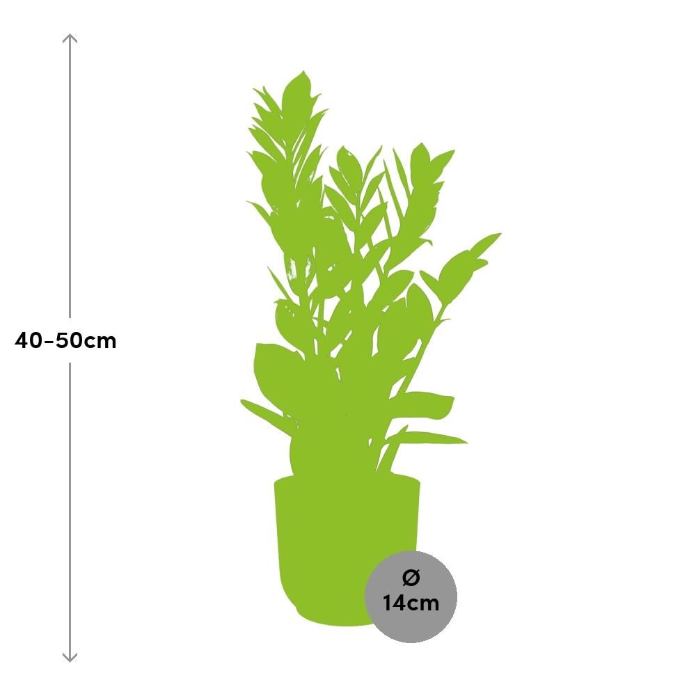 Zamioculcas Zimmerpflanze in dekorativem Topf