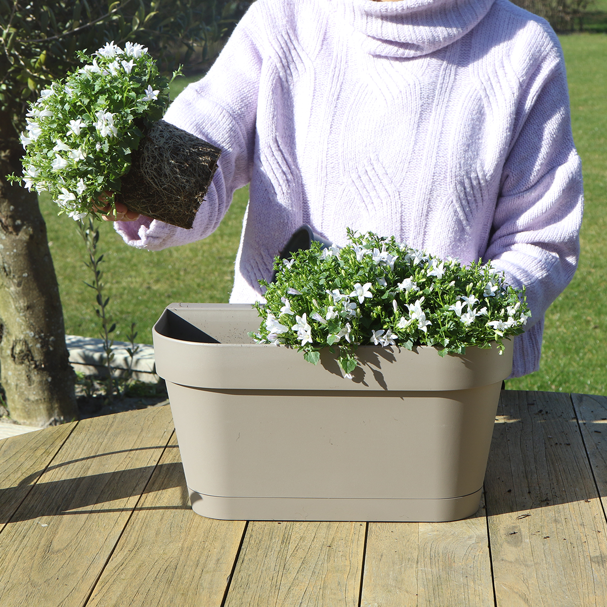 Taupe Balkonpflanzer mit weißen Campanula Stauden