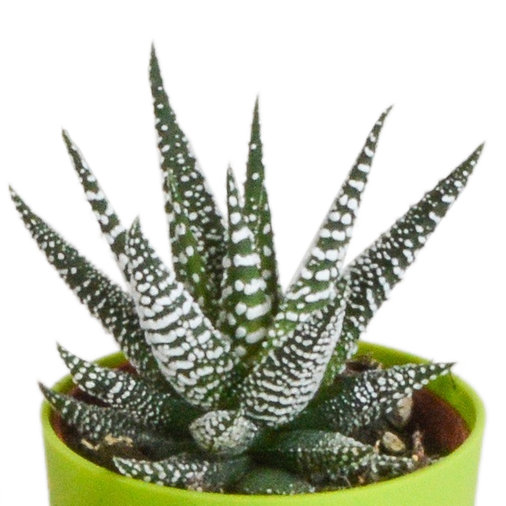 Gasteria und Haworthia Mix in farbigem Kunststofftopf