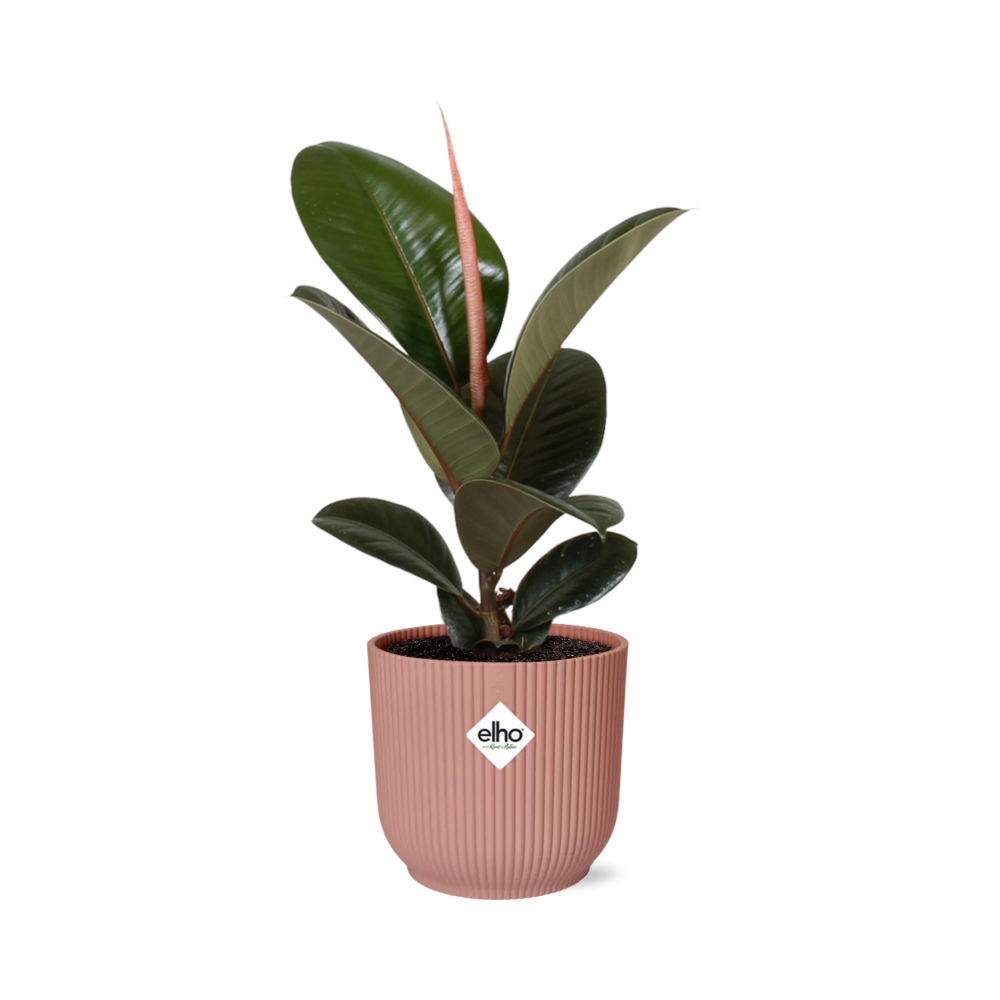 Ficus Elastica Robusta Zimmerpflanze in ELHO Vibes Fold Topf