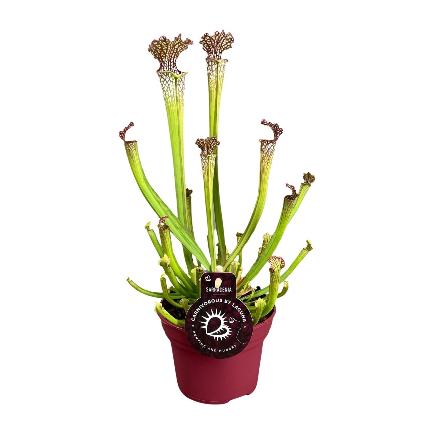 Sarracenia Farnhamii Karnivorpflanze