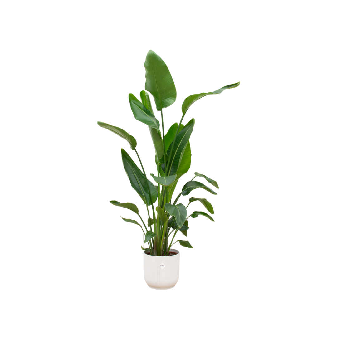 Strelitzia Nicolai Zimmerpflanze mit weißem Elho Vibes Fold Round Übertopf
