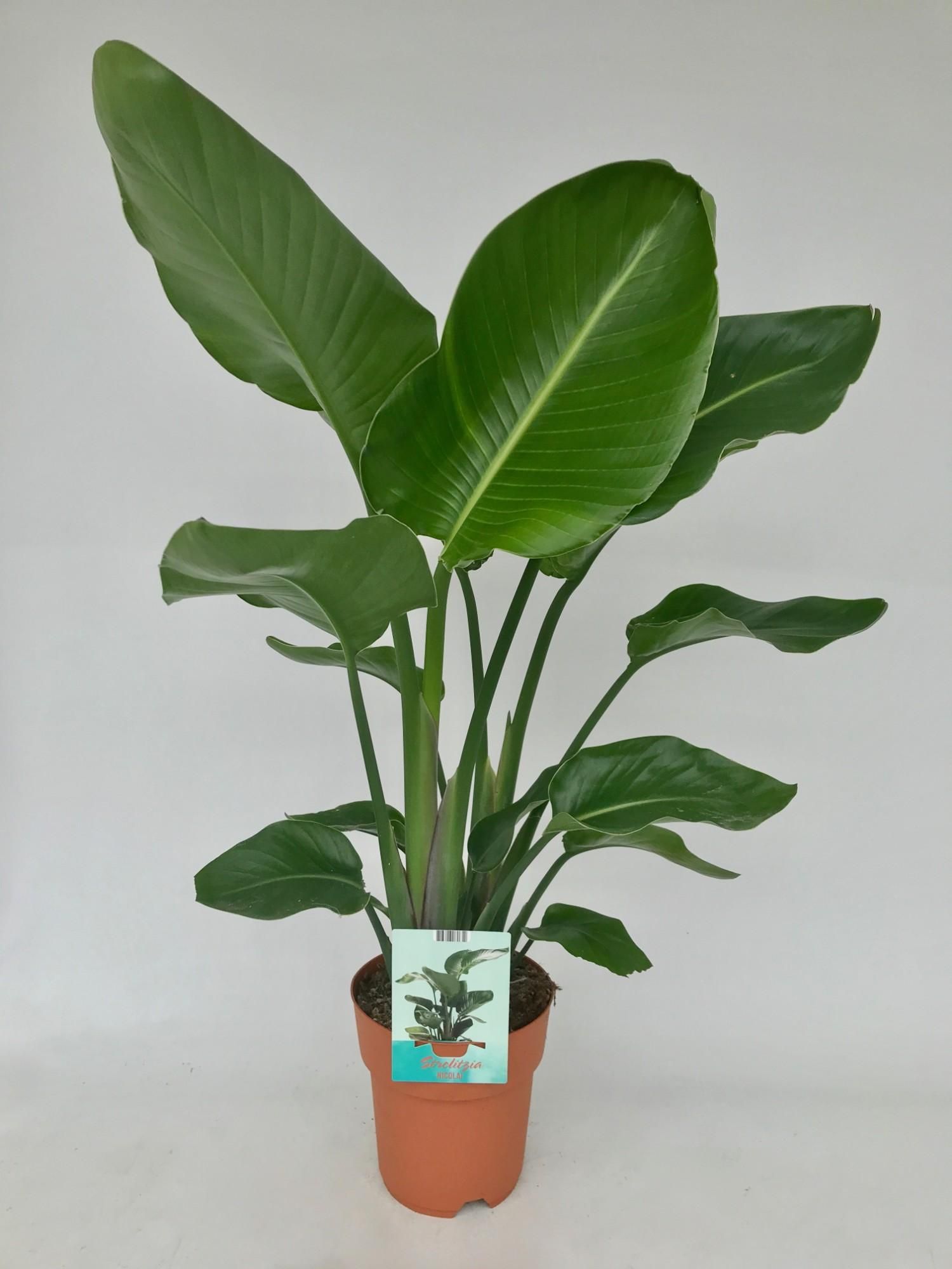 Strelitzia Nicolai Exotische Zimmerpflanze