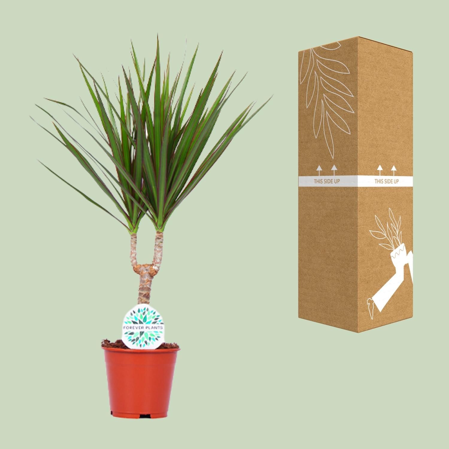 Dracaena Marginata Zimmerpflanze