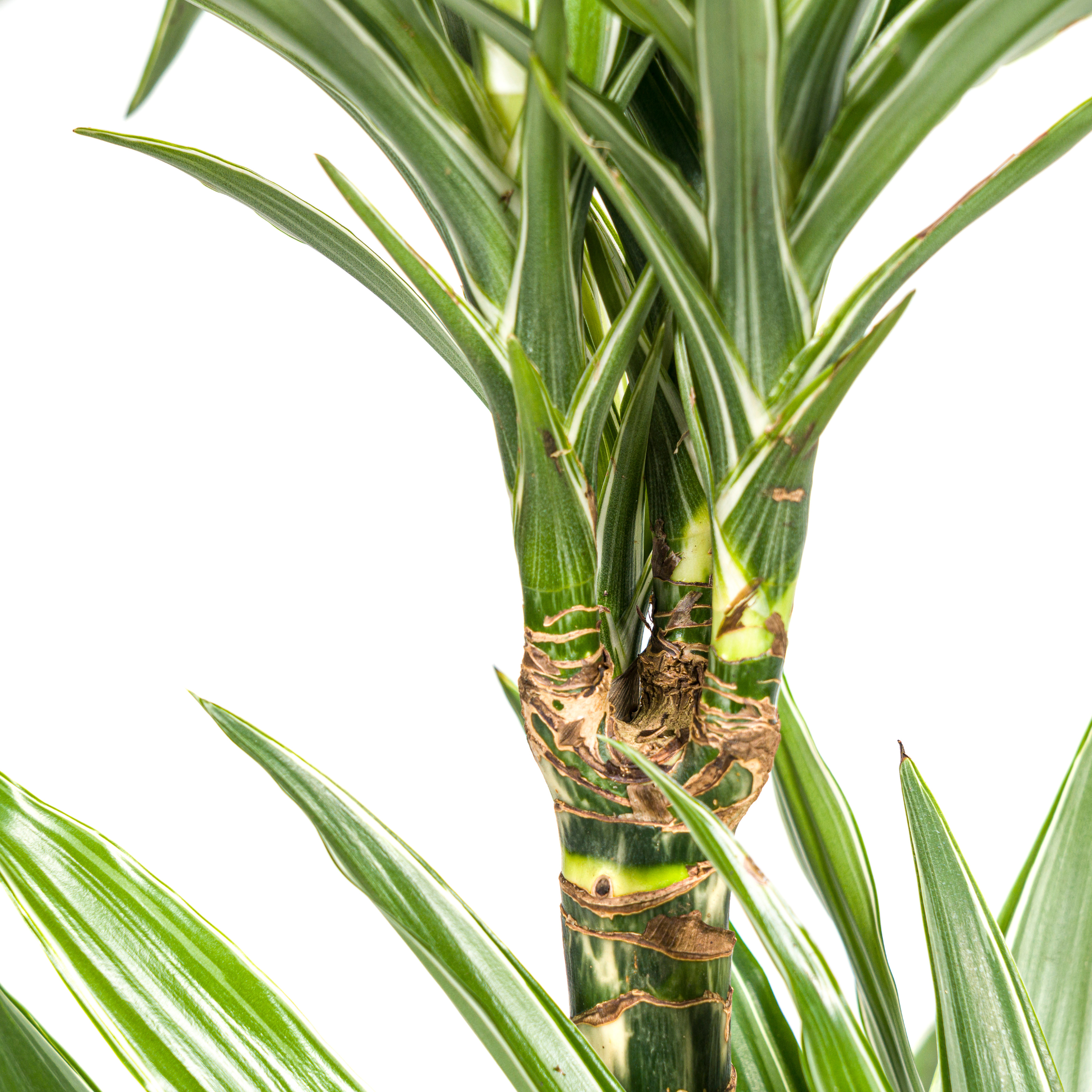 Dracaena Deremensis White Stripe – Zimmerpflanze – 70-90cm