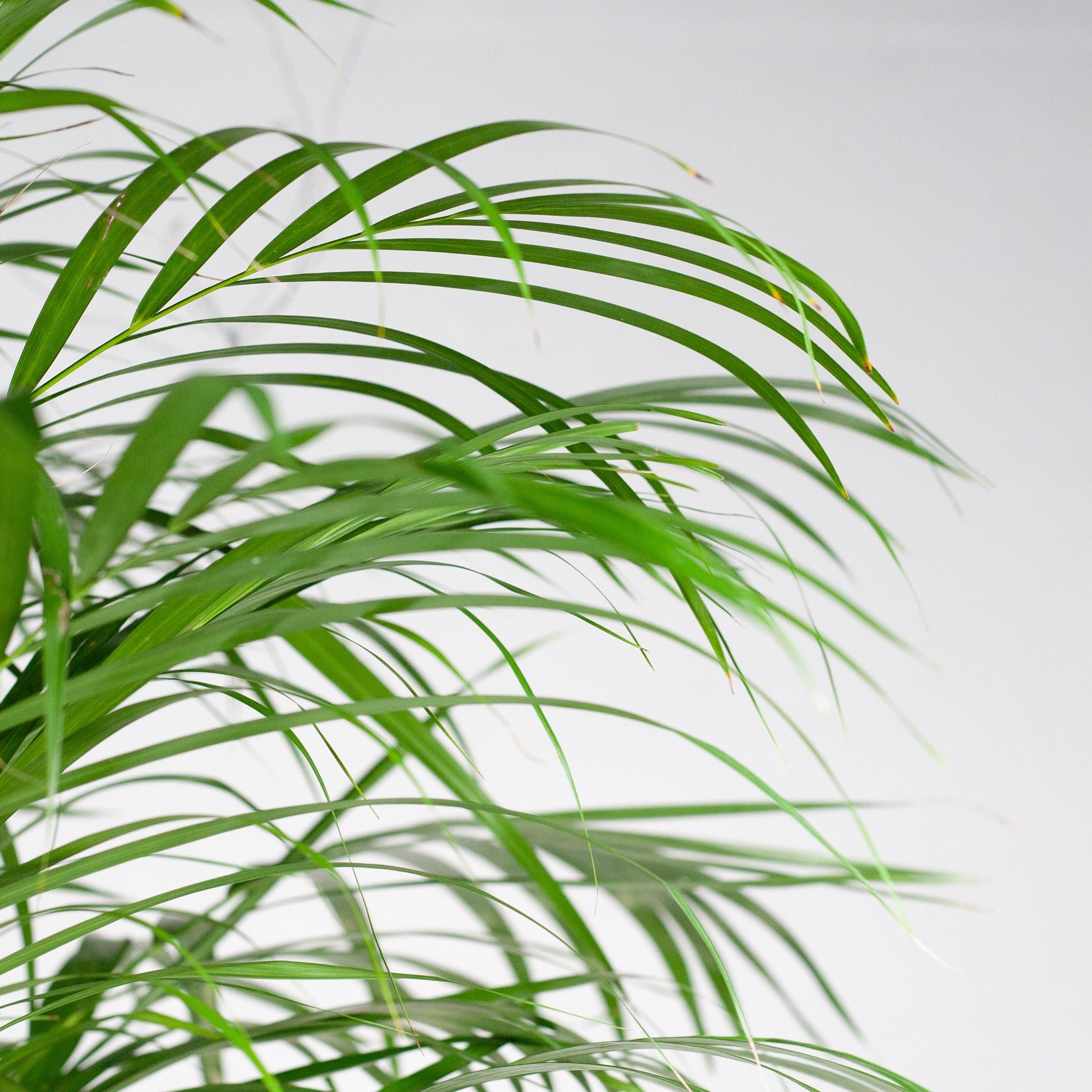 Areca-Palme mit dekorativem Korb Torun