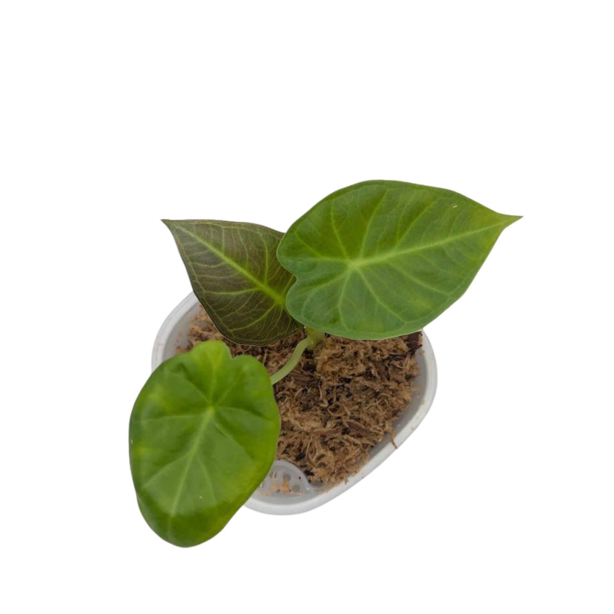 Baby Alocasia Odora Regal Shields + selbstbewässernder Übertopf