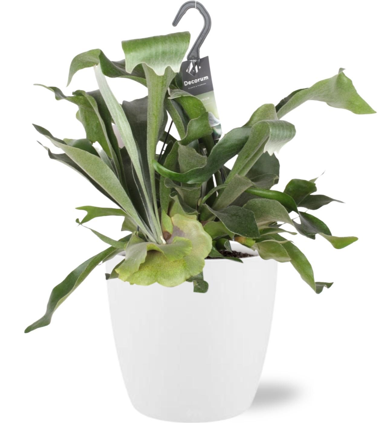 Geweihfarn Platycerium – Ø17cm Topf – ↕30cm – Inklusive weißer Topf Ø18x17cm