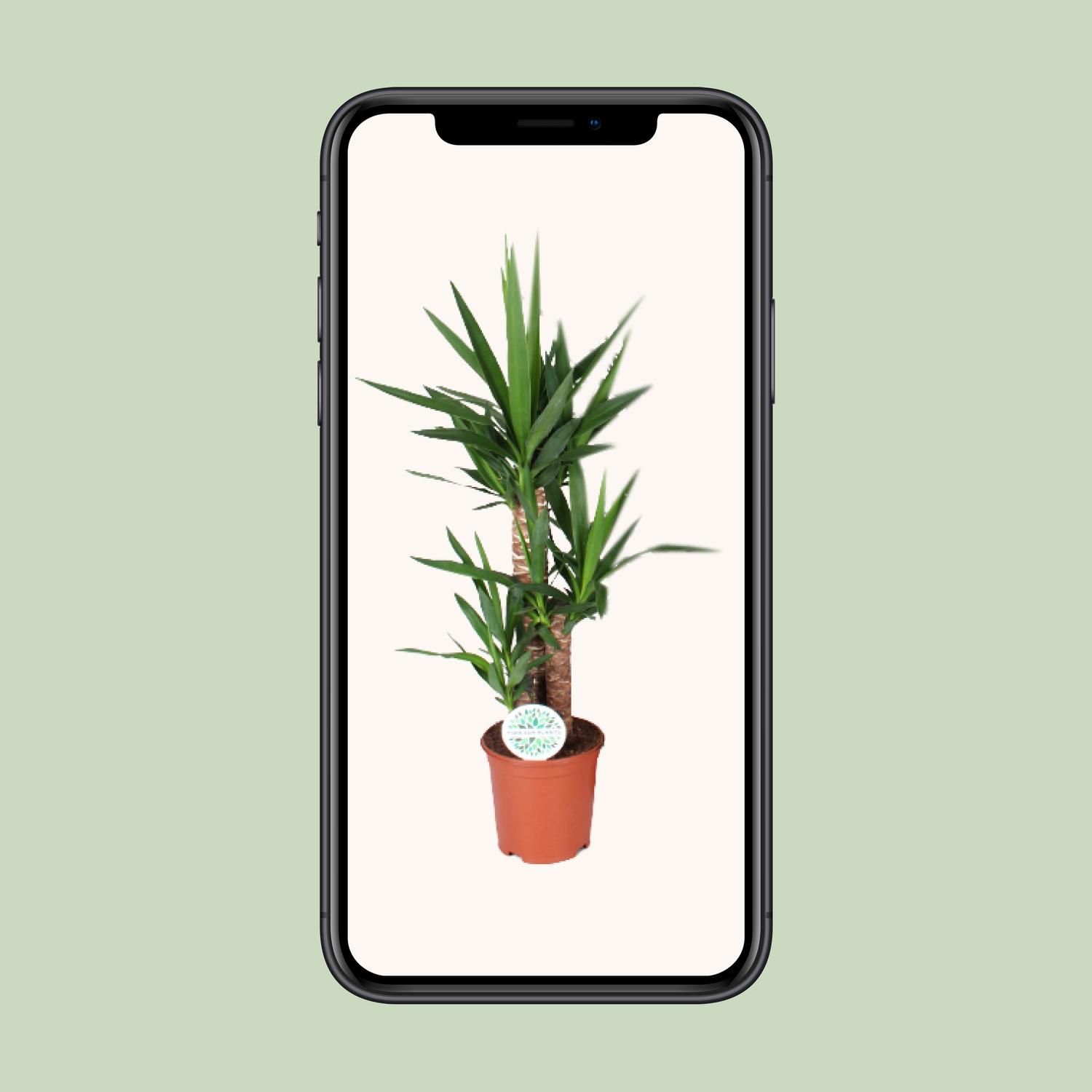 Yucca – elegante Zimmerpflanze für Wohnräume