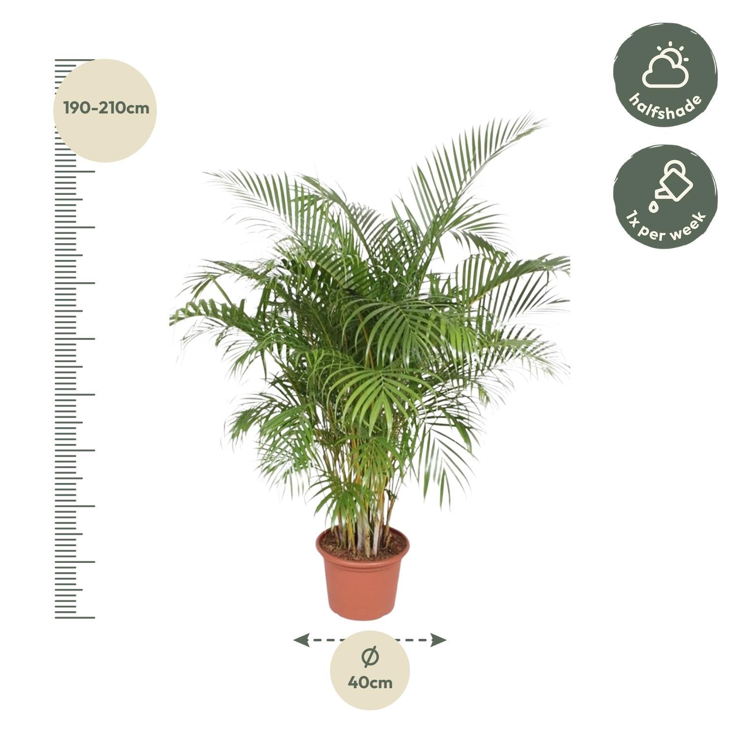 Dypsis Lutescens Areca-Palme