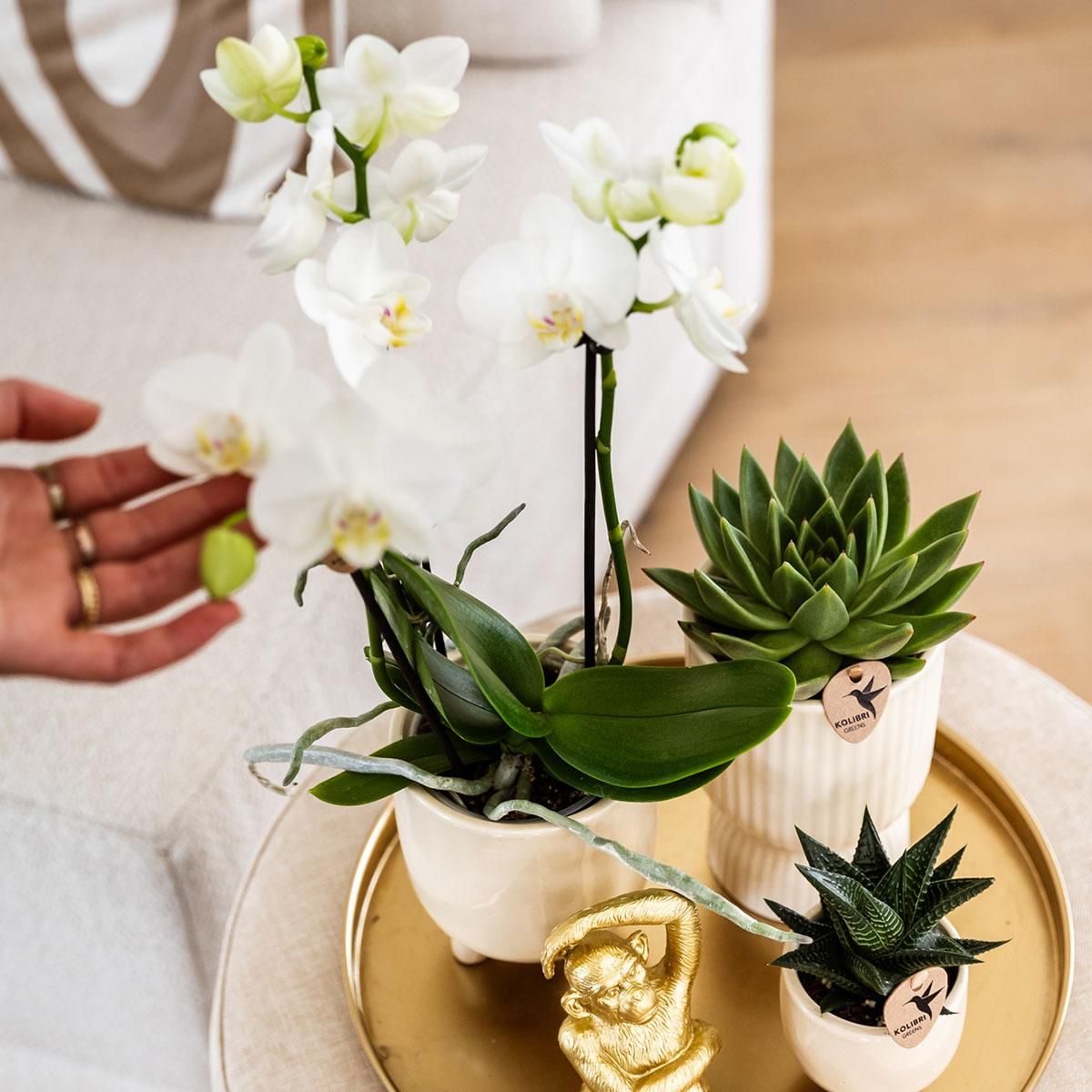 Phalaenopsis Orchidee mit Sukkulenten Luxury Living Set
