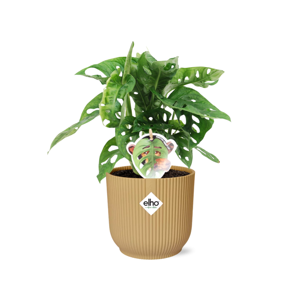 Monstera Monkey Leaf Zimmerpflanze