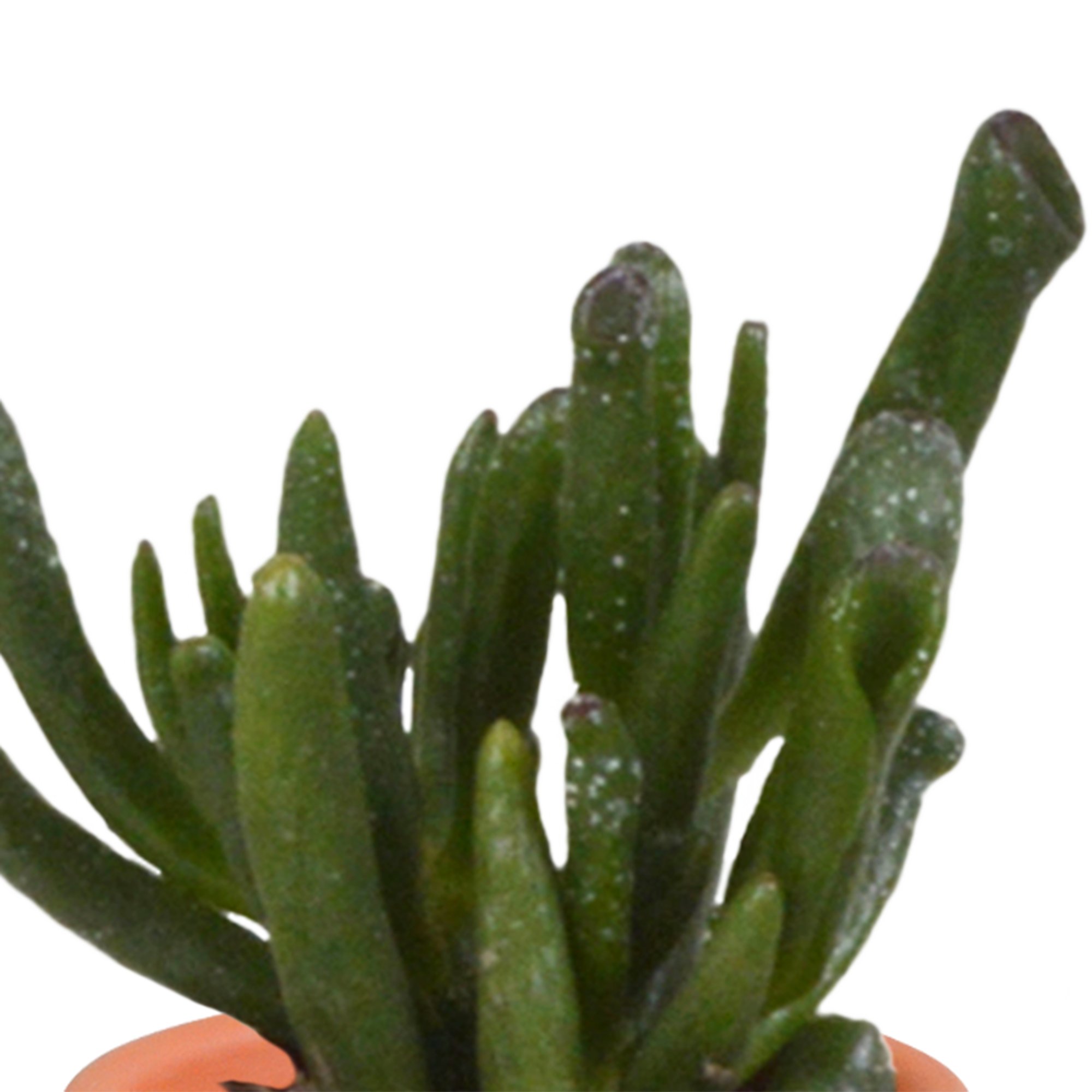 Bunte Cactus und Sukkulenten Mischung in Terrakotta