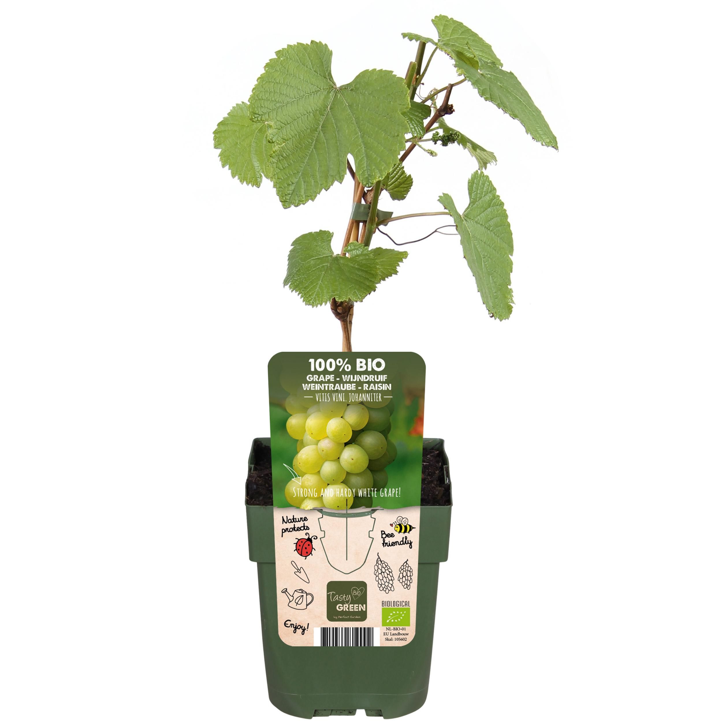 Johanniter Weinrebe Vitis vinifera