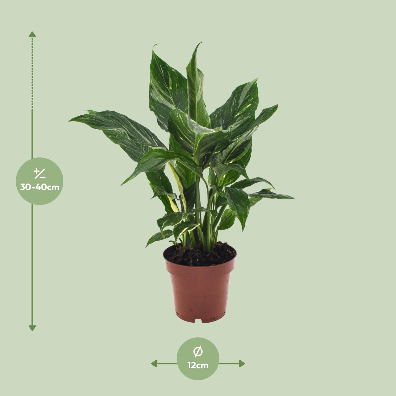 Friedenslilie Spathiphyllum – Elegante Zimmerpflanze