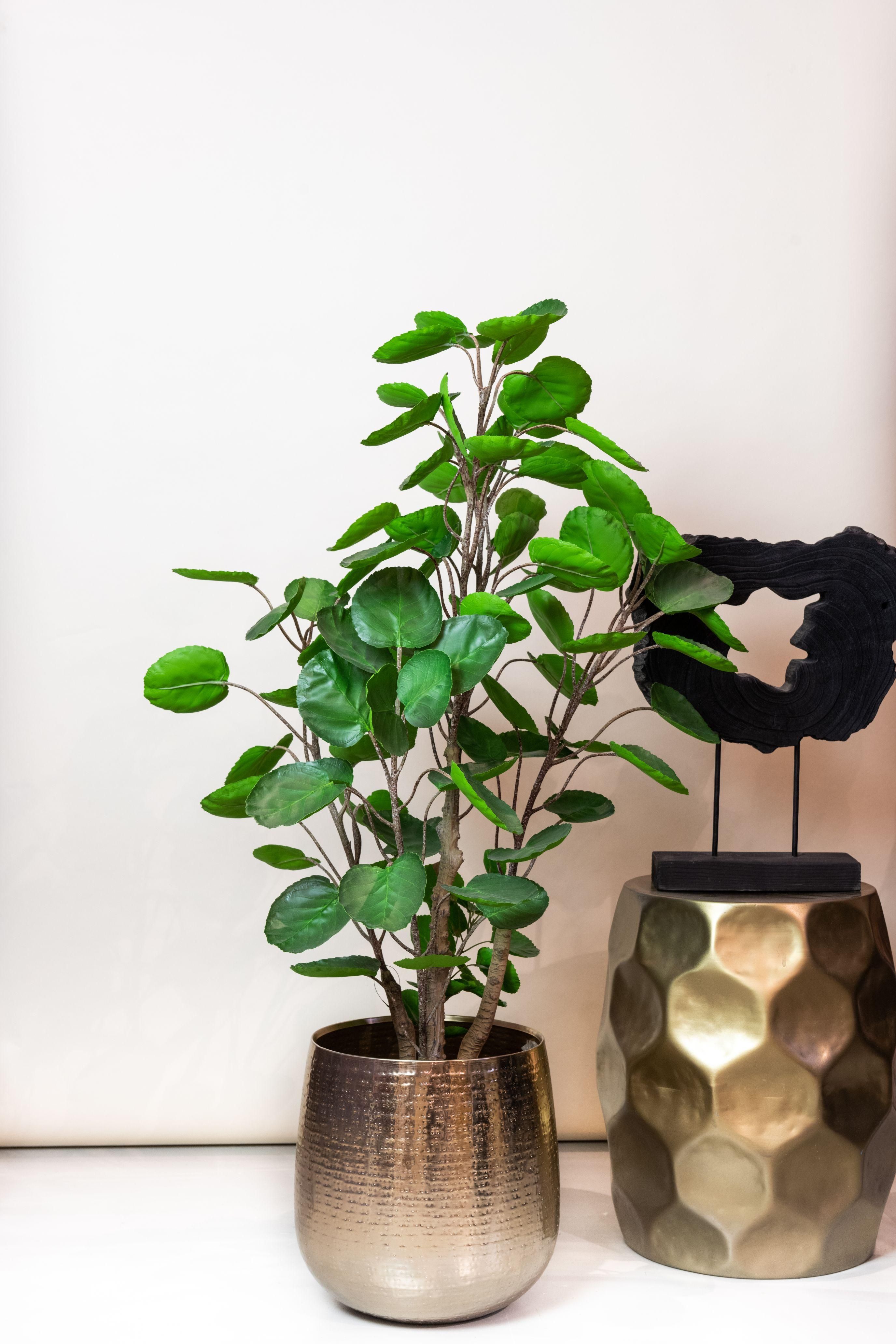 Kunstpflanze Polyscias Aralia 105 cm