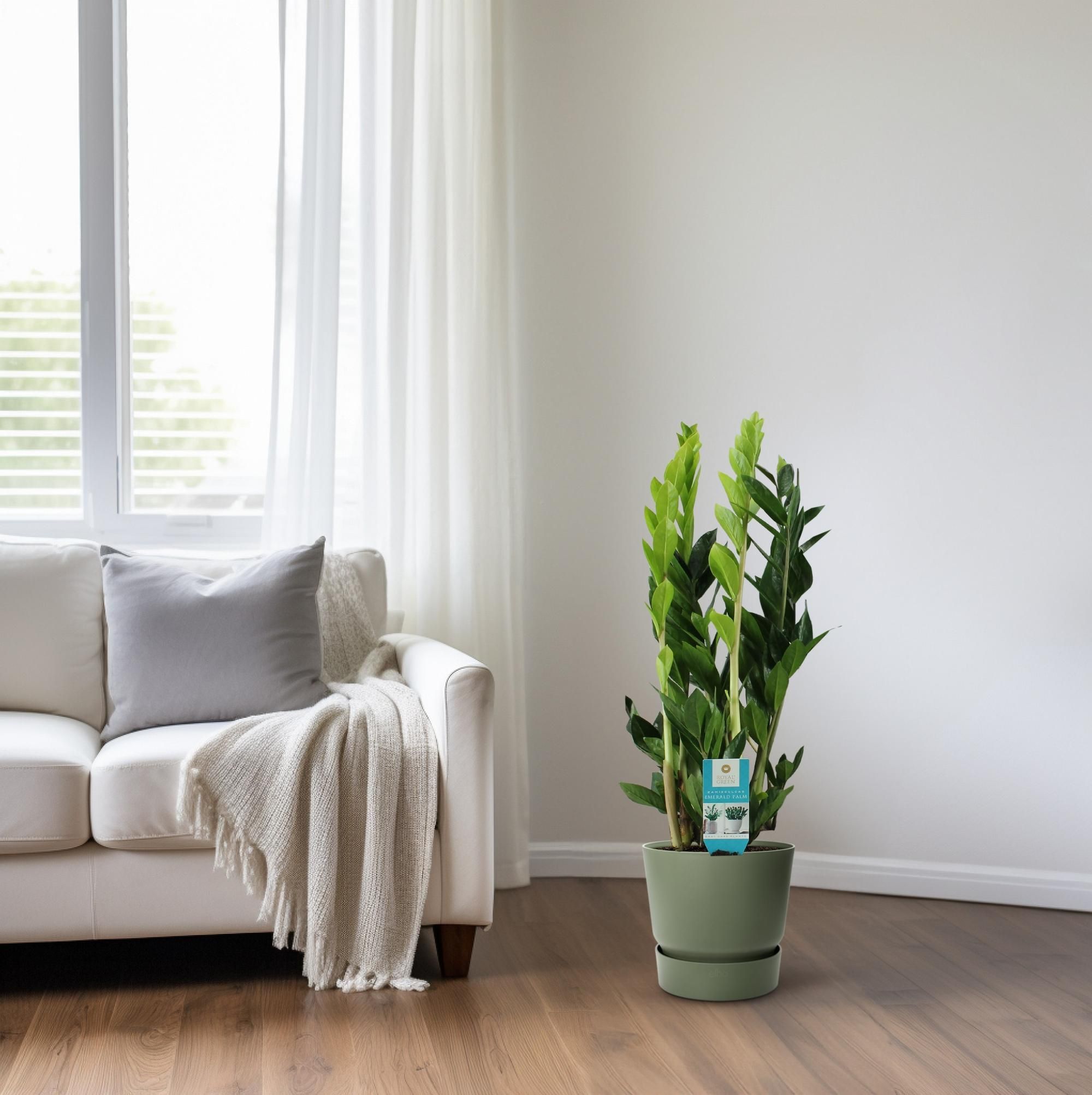 Zamioculcas Zimmerpflanze - pflegeleicht und elegant