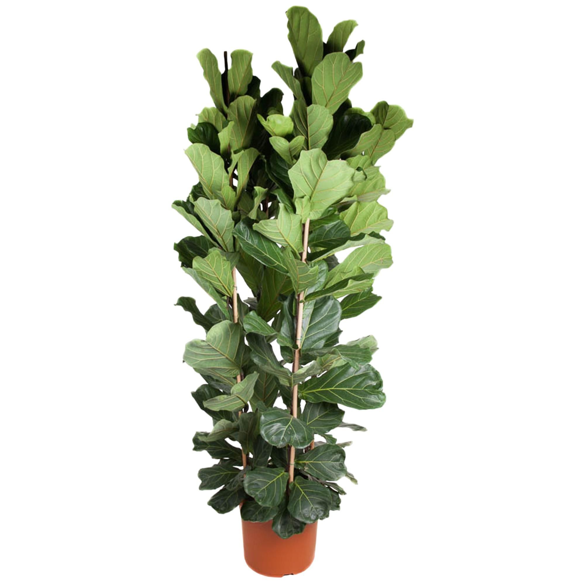 Ficus Lyrata Geigenfeige Zimmerpflanze
