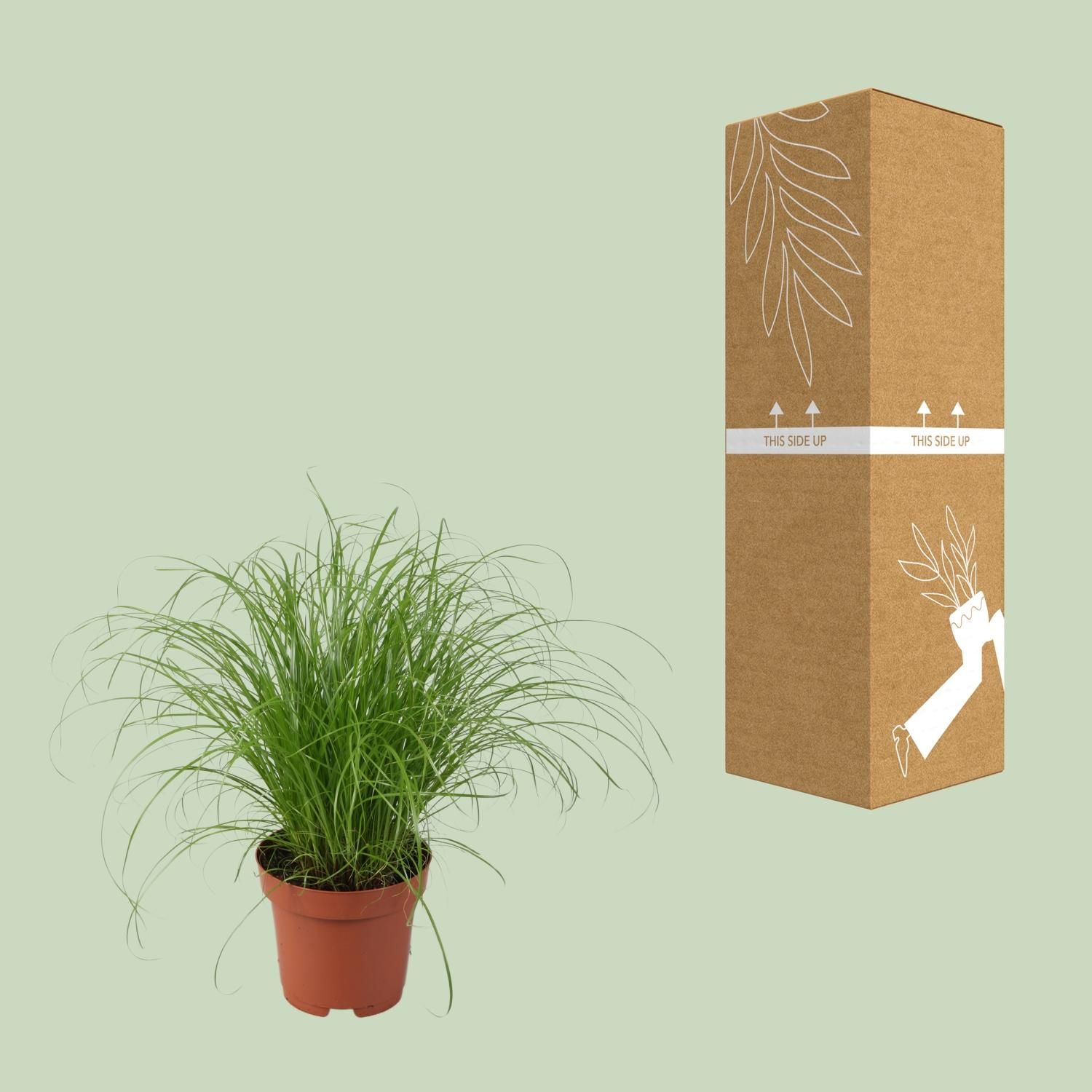 Cyperus Alternifolius Zumula Zimmerpflanze