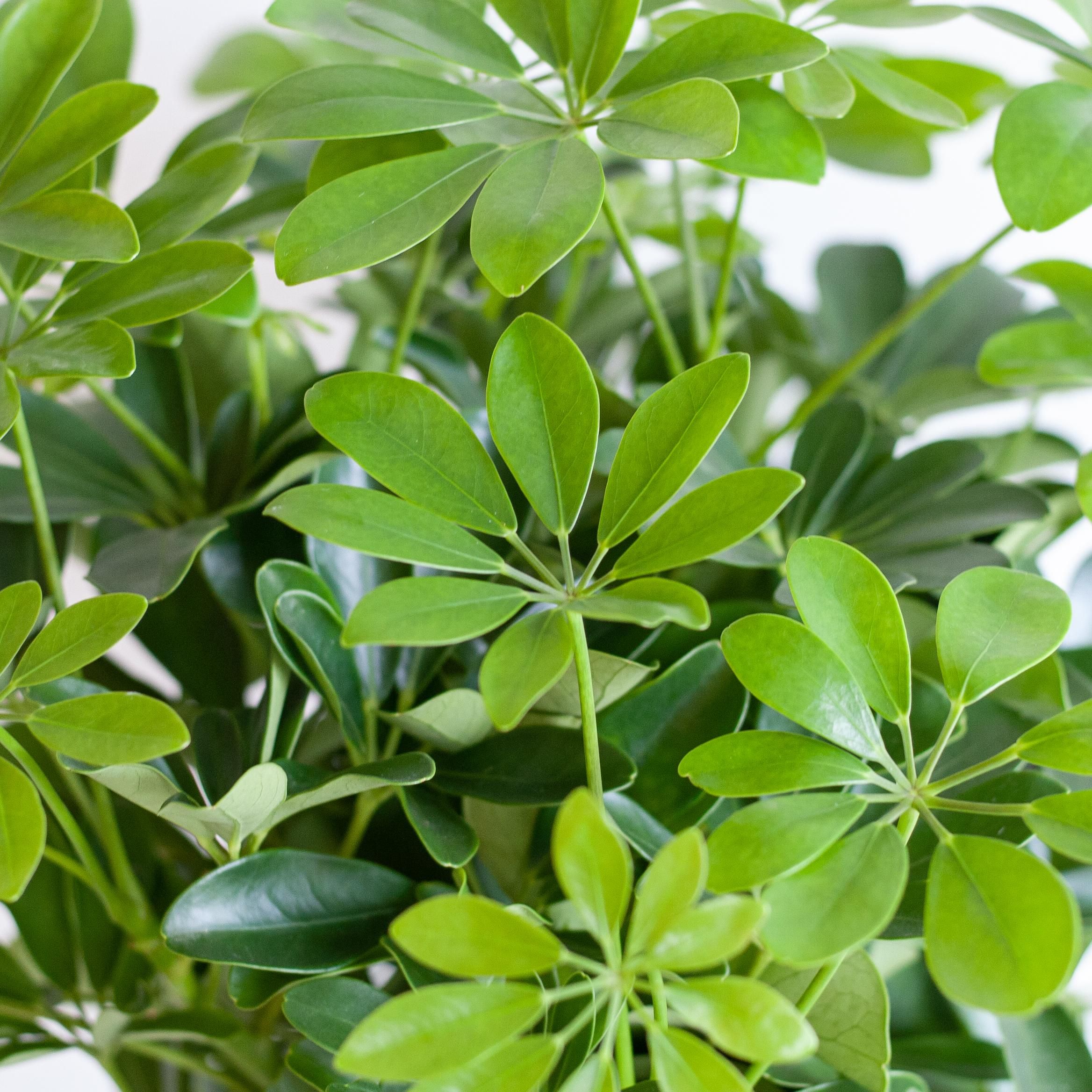 Schefflera Nora – 70 cm – Ø21 Topf