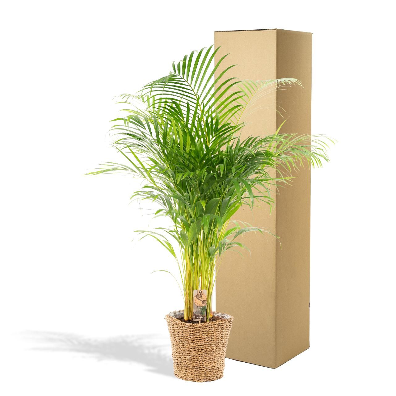 Areca Palme mit Korb – Tropische Zimmerpflanze