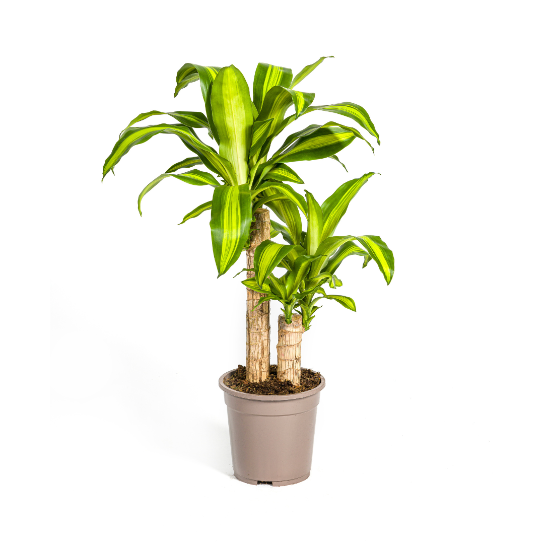 Drachenbaum Massangeana Ø19cm – 70-90cm Hoch