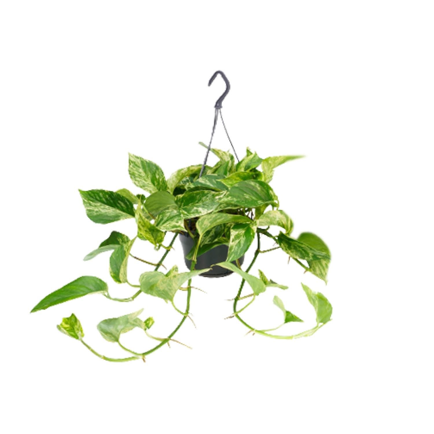 Epipremnum Marble Queen Zimmerpflanze
