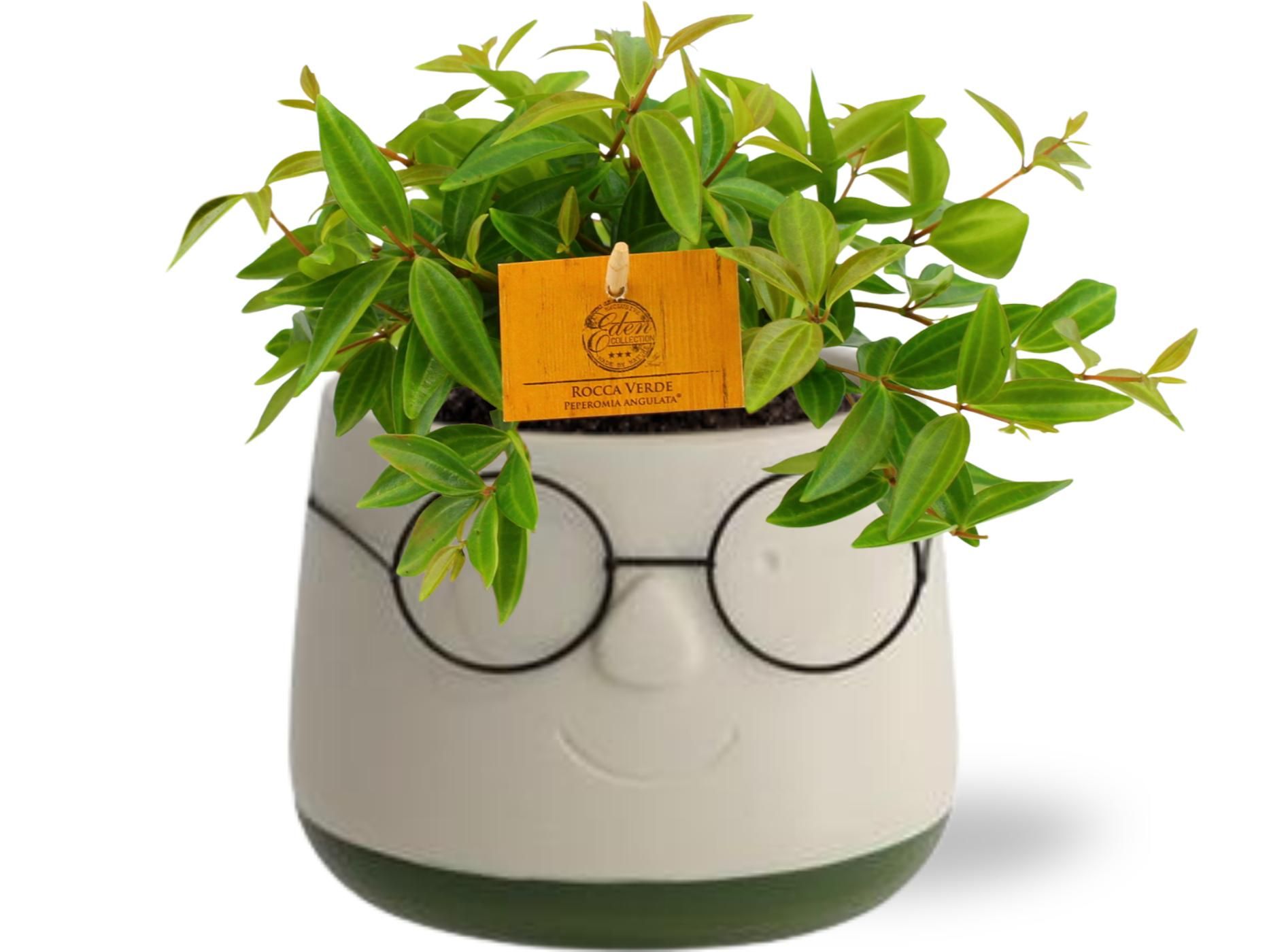 Peperomia Ang. Rocca Vivace – Grün – Ø11cm Topf