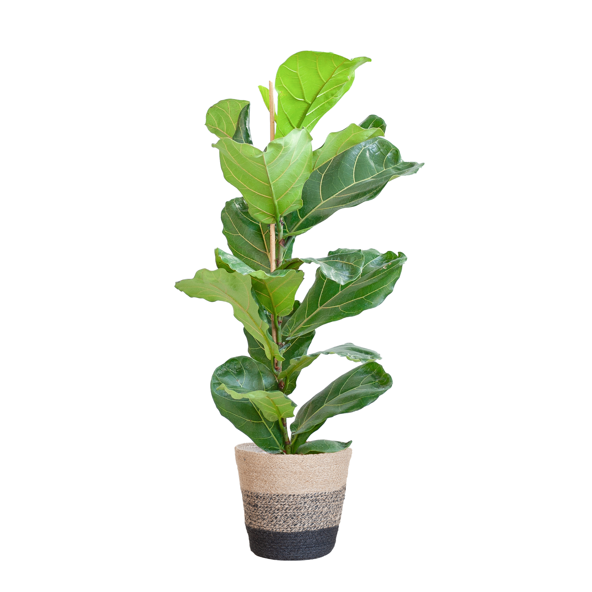Ficus Lyrata im Korb – 80cm hoch – mit schwarzem Korb Ø21