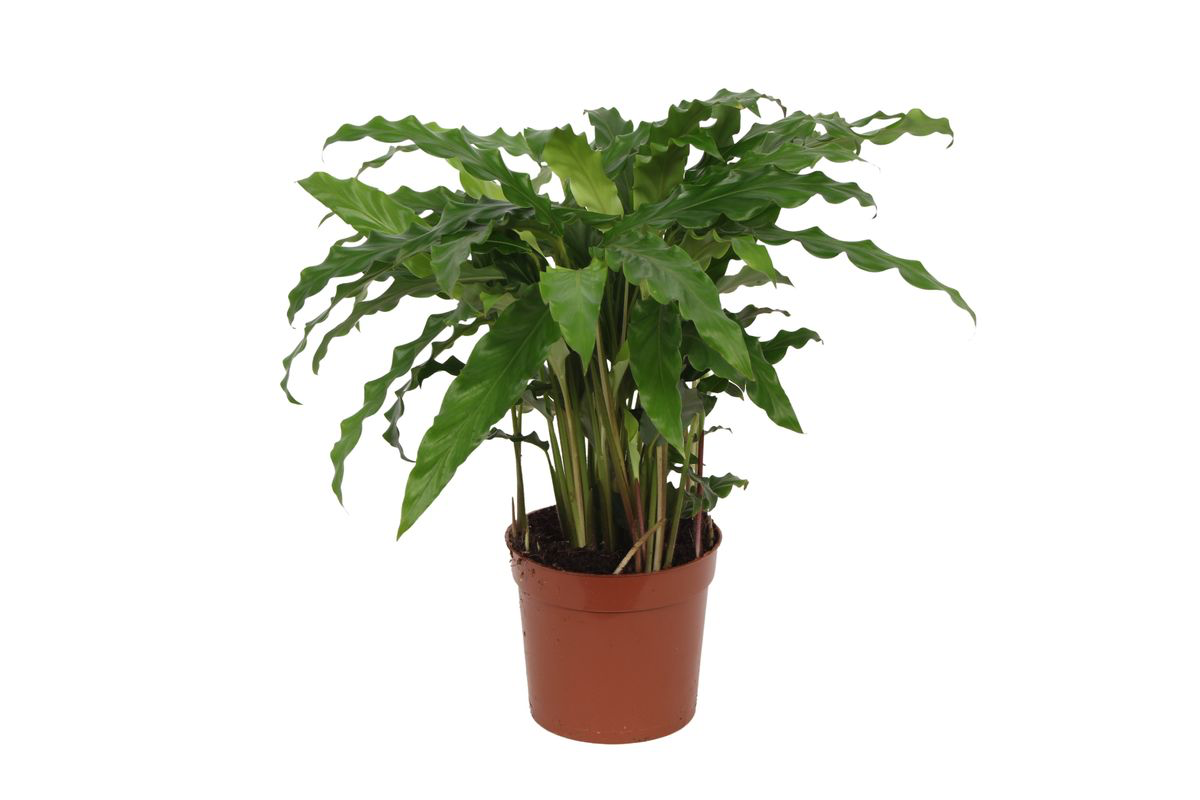 Calathea Leopardina Zimmerpflanze