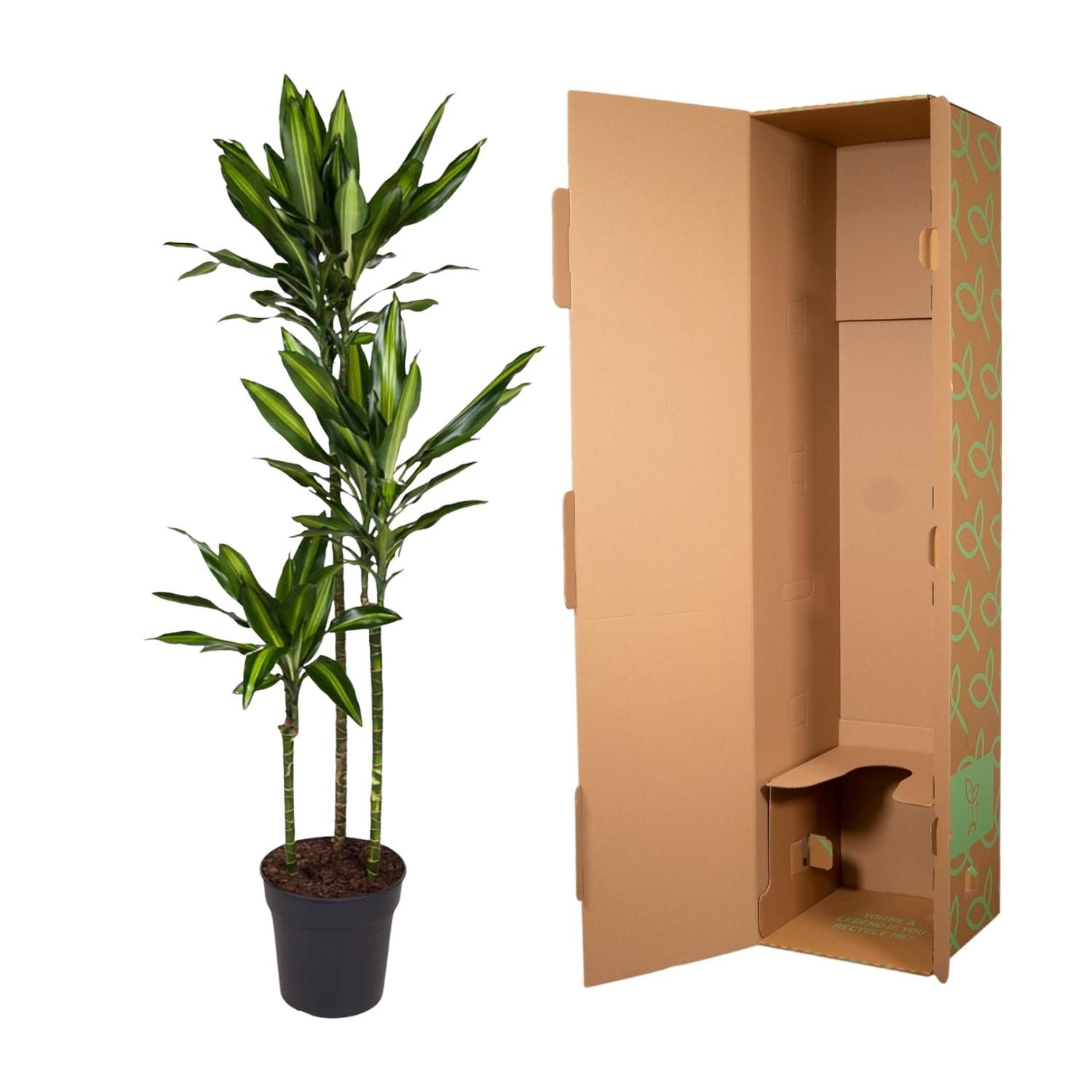 Dracaena Cintho Zimmerpflanze mit eindrucksvollen Blättern