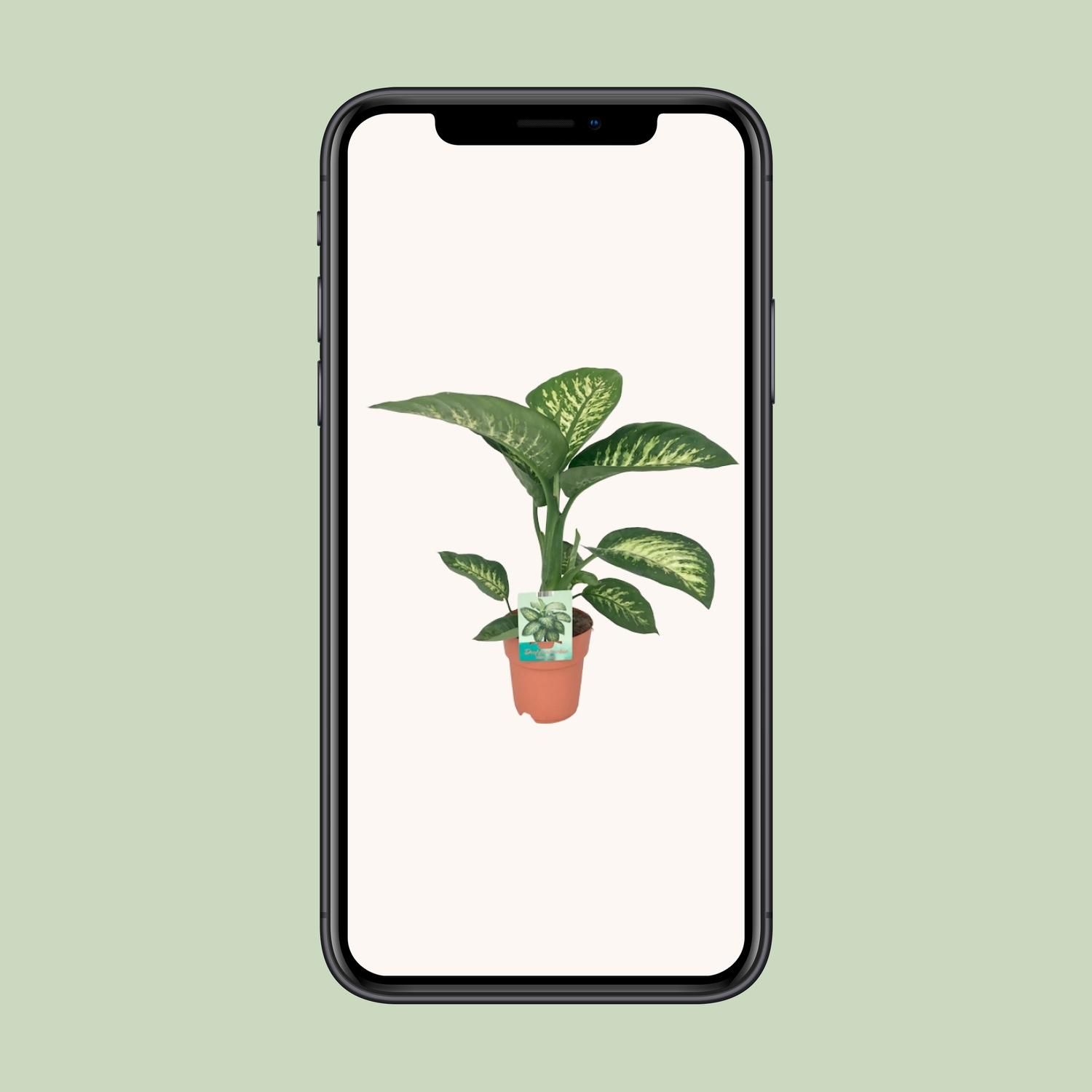 Dieffenbachia Tropic Snow Zimmerpflanze