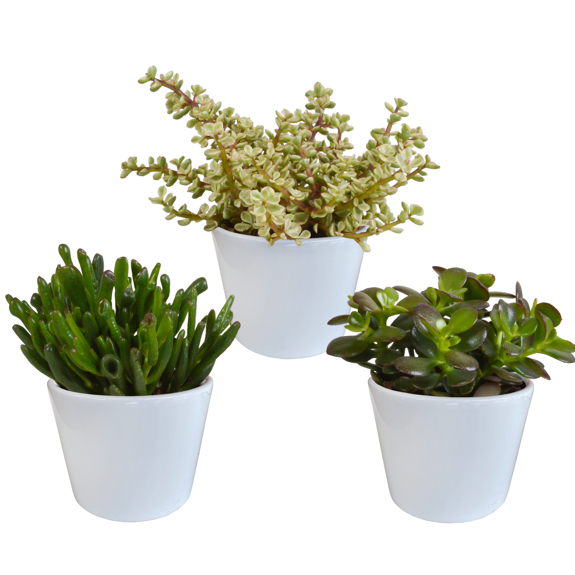 Crassula Mix in Weißem Übertopf