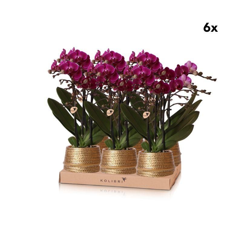 Morelia Orchidee Phalaenopsis in Goldener Groove-Sierpot