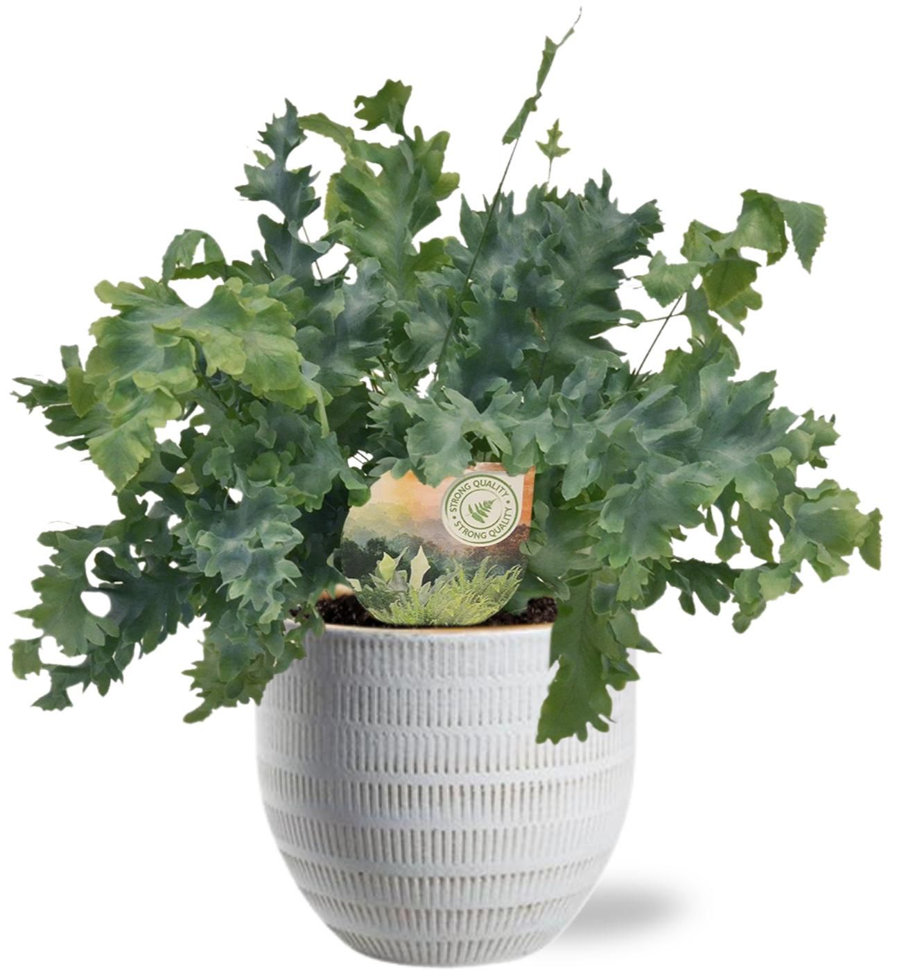 Phlebodium Davana | Topf Weiß D14x13cm | Ø12cm